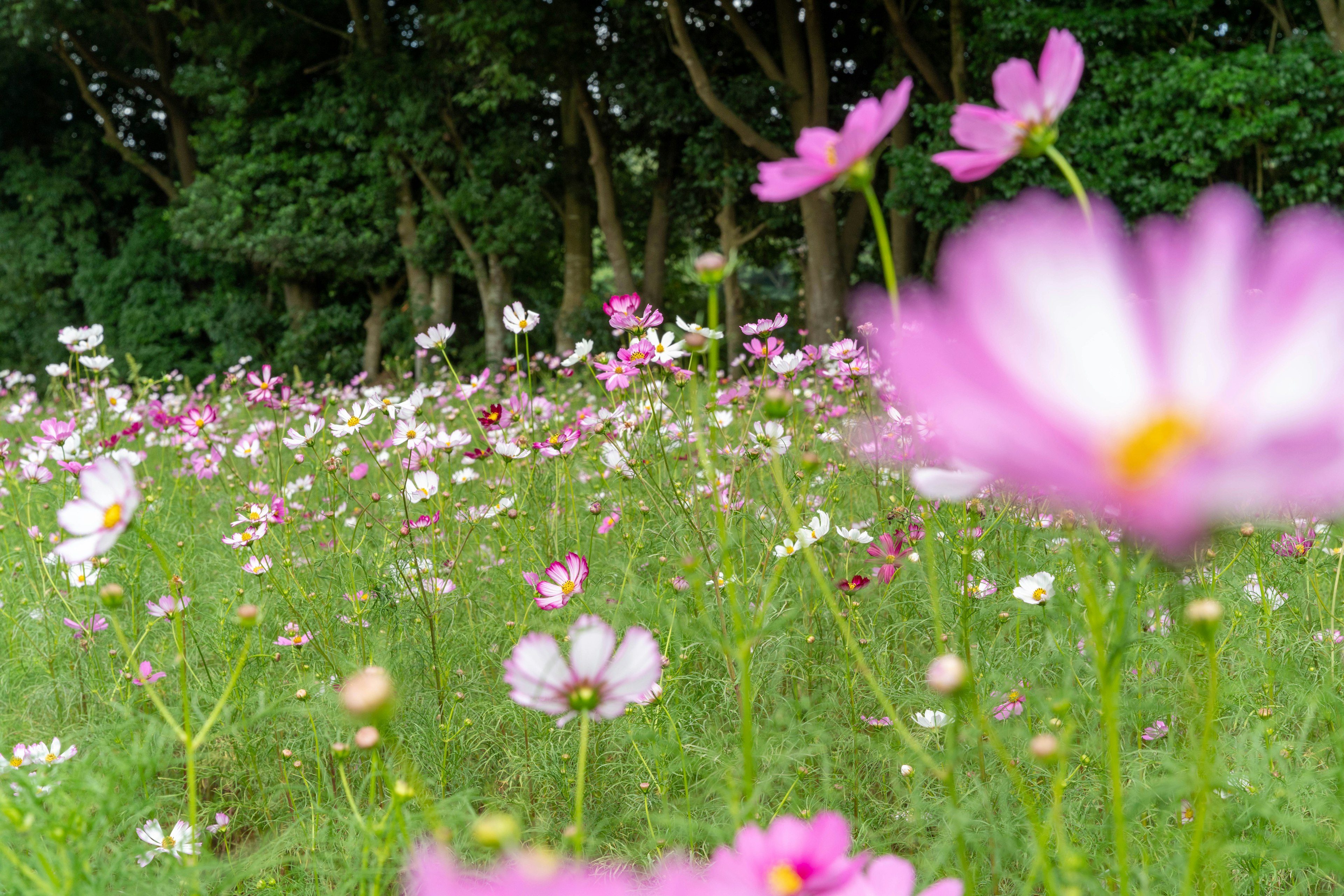 Vibrant wildflower field with pink and white flowers in bloom