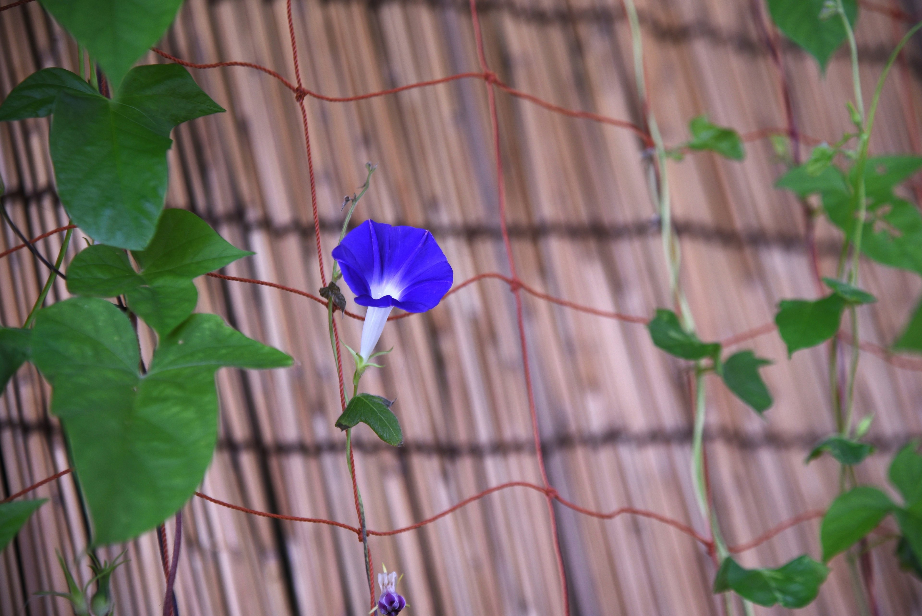 Une fleur bleue éclatante enlacée avec des feuilles vertes contre une clôture en bambou