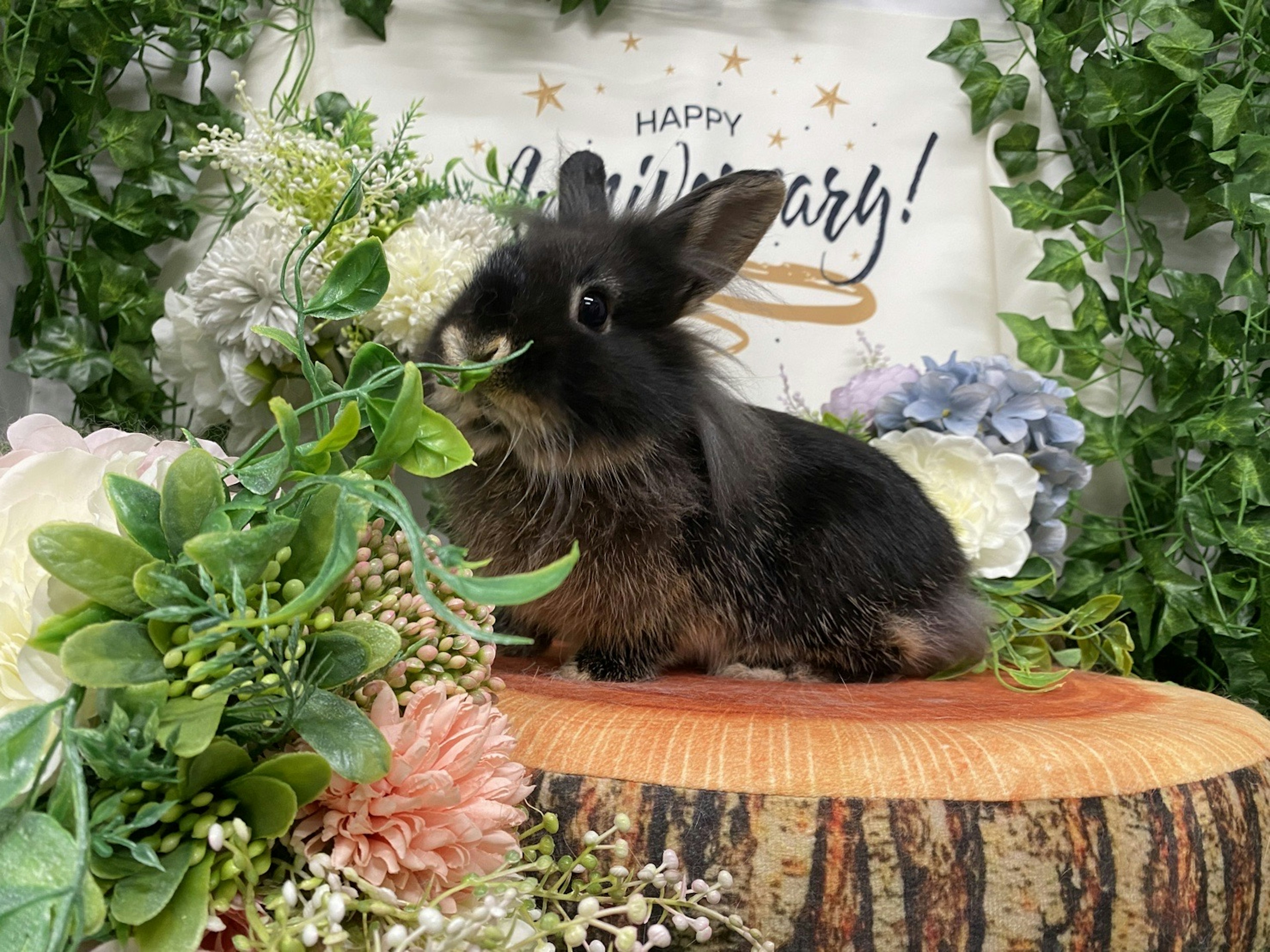 A black rabbit eating grass on a wooden platform surrounded by flowers and greenery