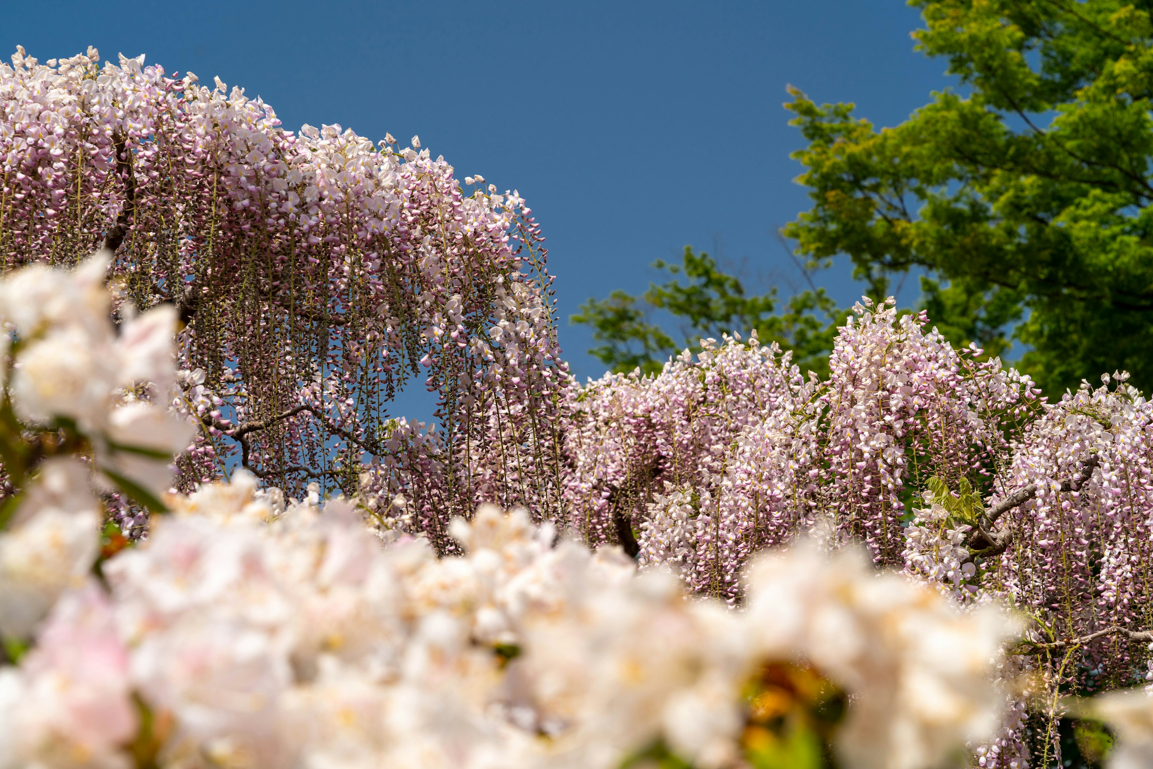 Paisaje con flores de cerezo y glicinas en flor