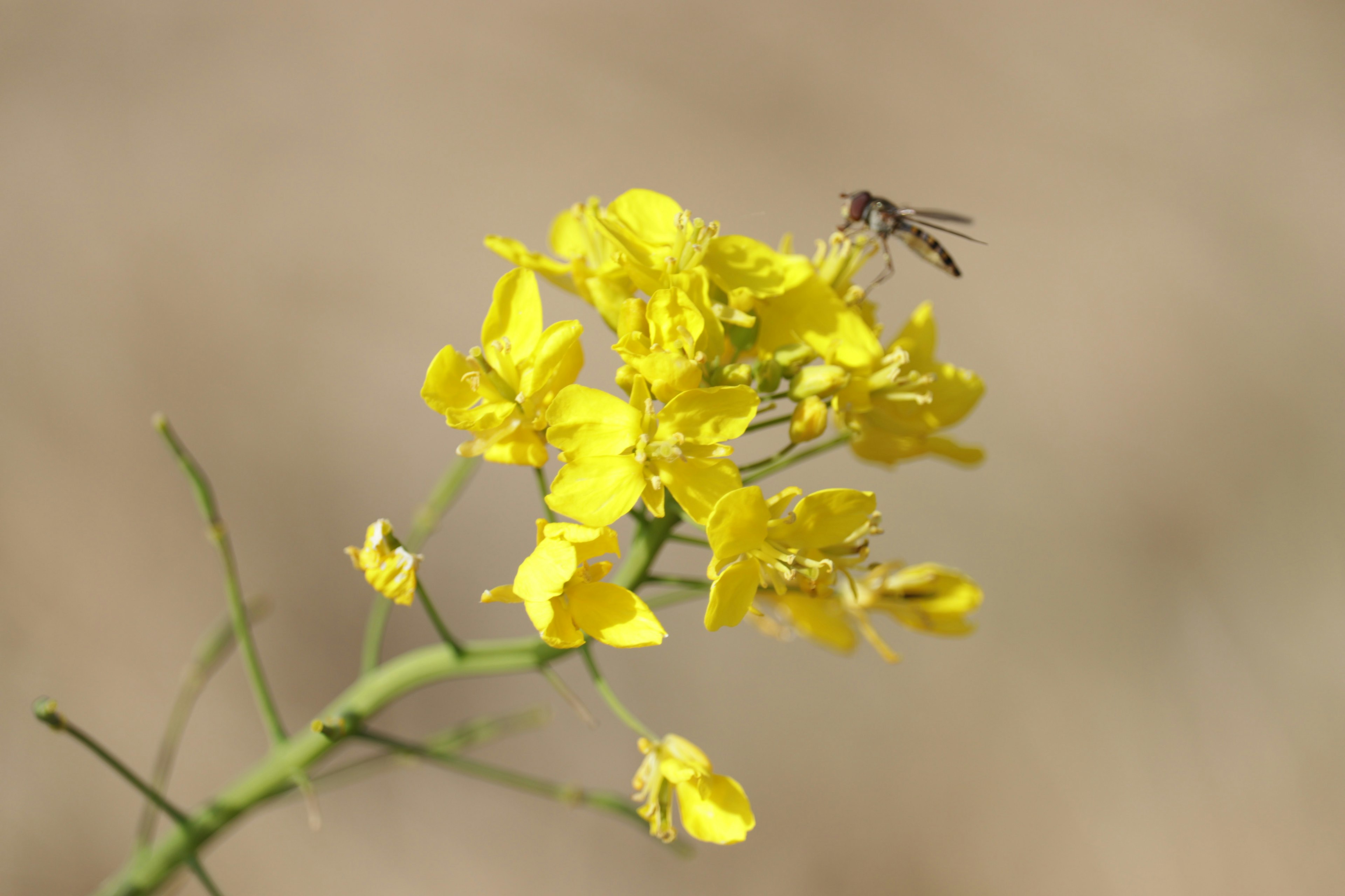 Fleurs jaunes avec un insecte collectant du nectar