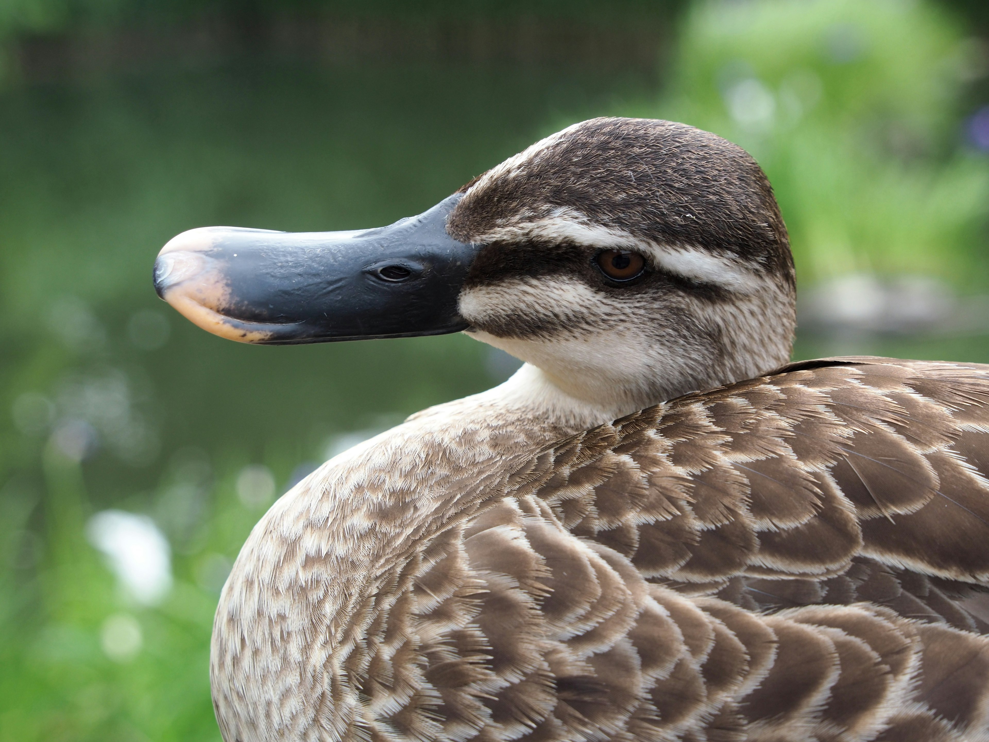 Nahaufnahme des Profils einer Ente am Wasser mit braunem und weißem Gefieder