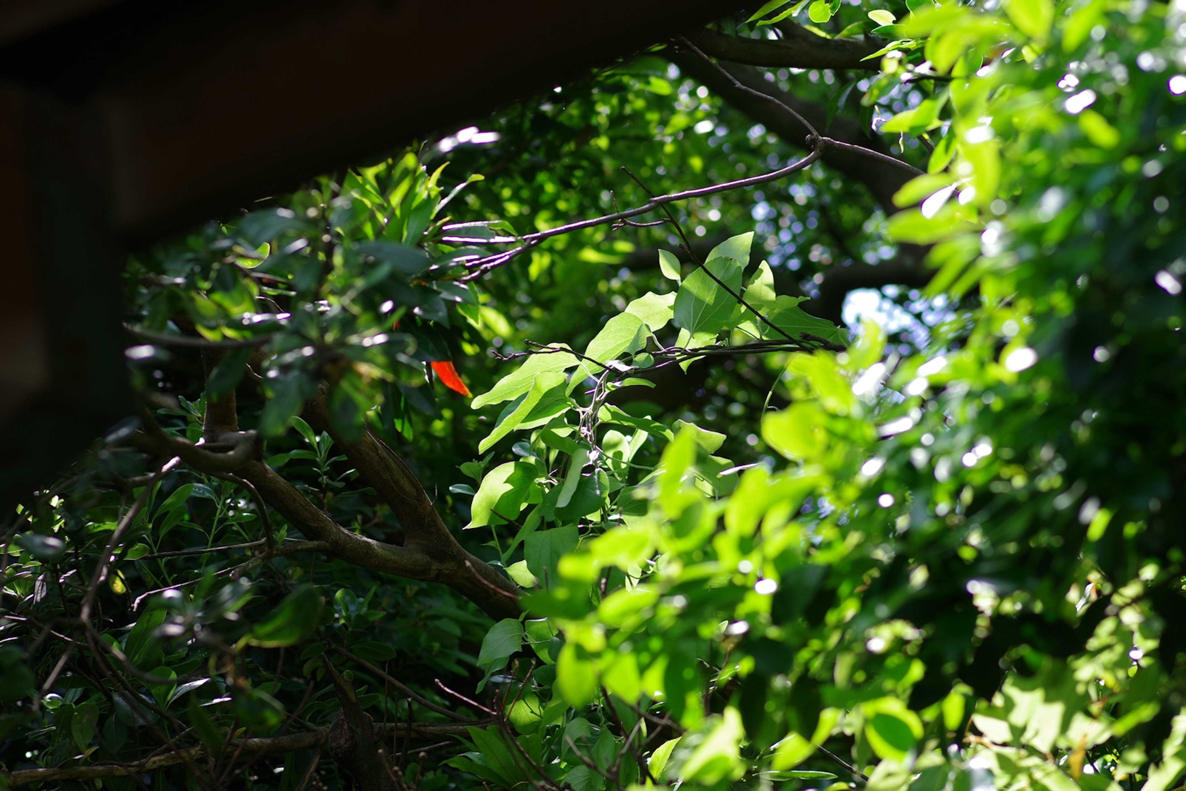 Scène naturelle avec une fleur rouge entourée de feuilles vertes