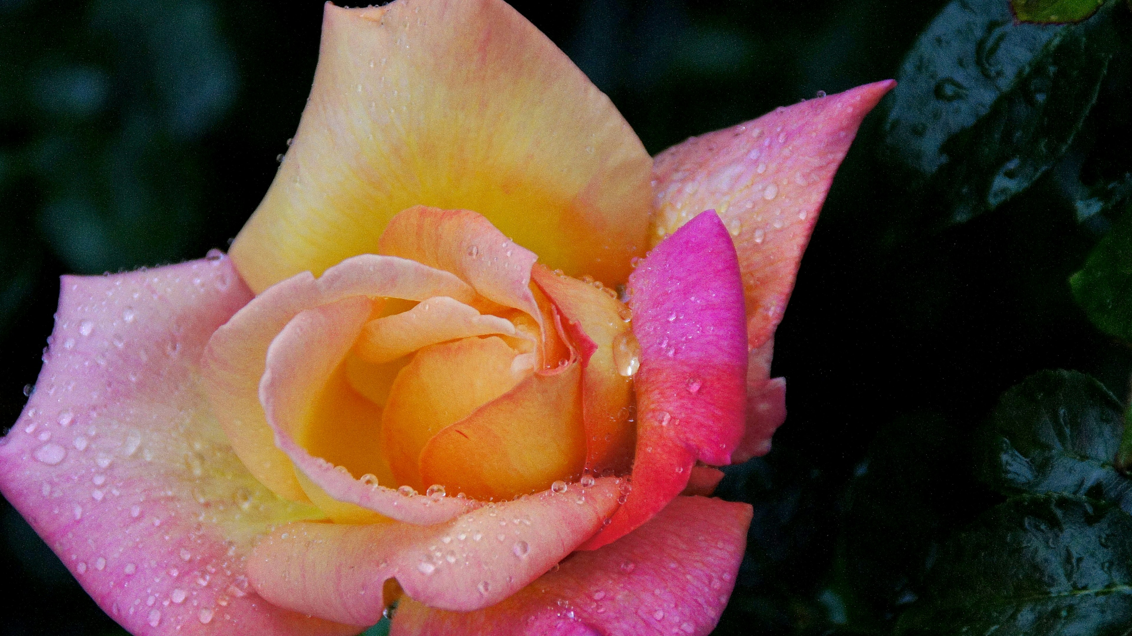 Une belle rose avec des pétales passant du jaune au rose