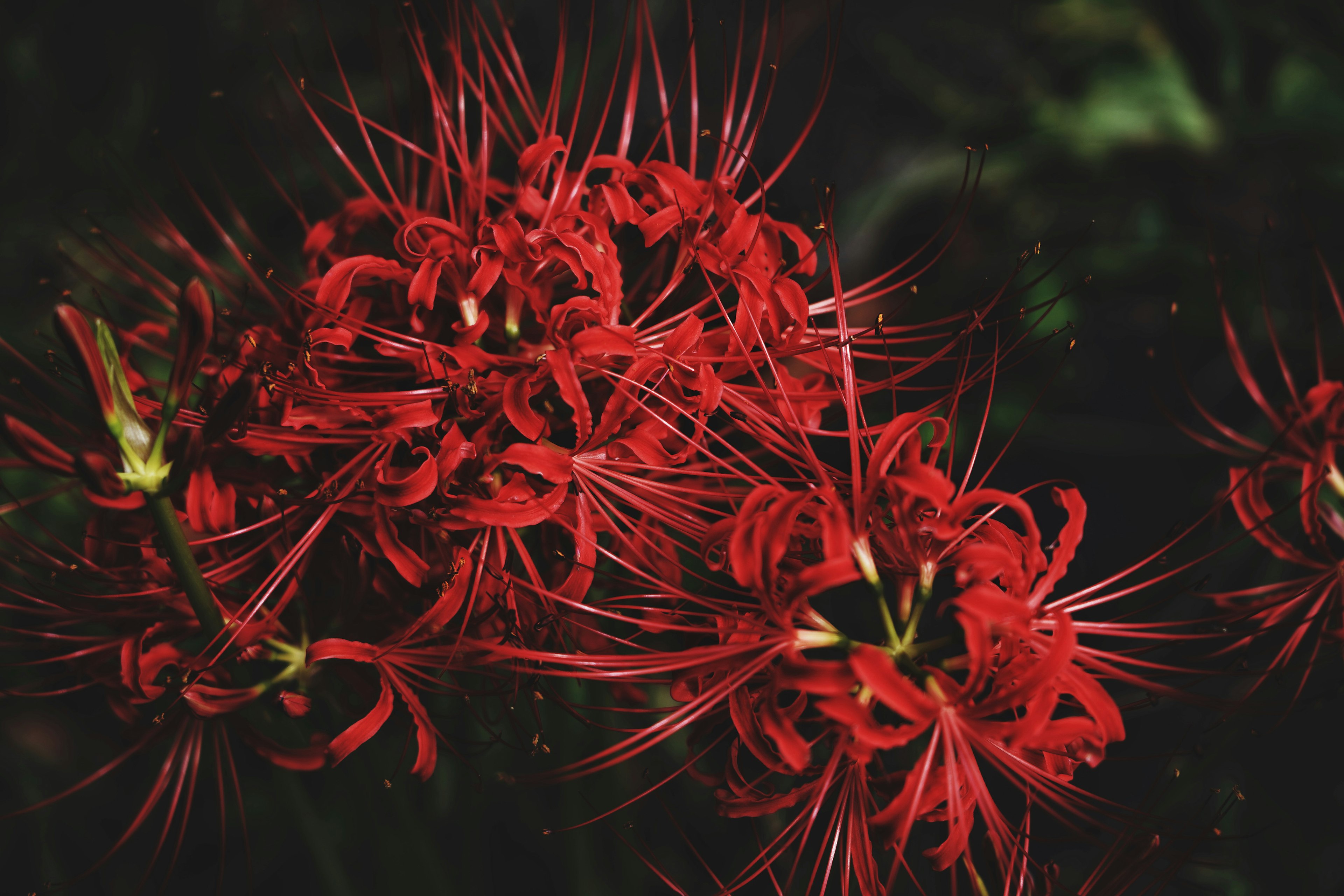 Lebendige Gruppen roter Blumen mit langen schlanken Blütenblättern