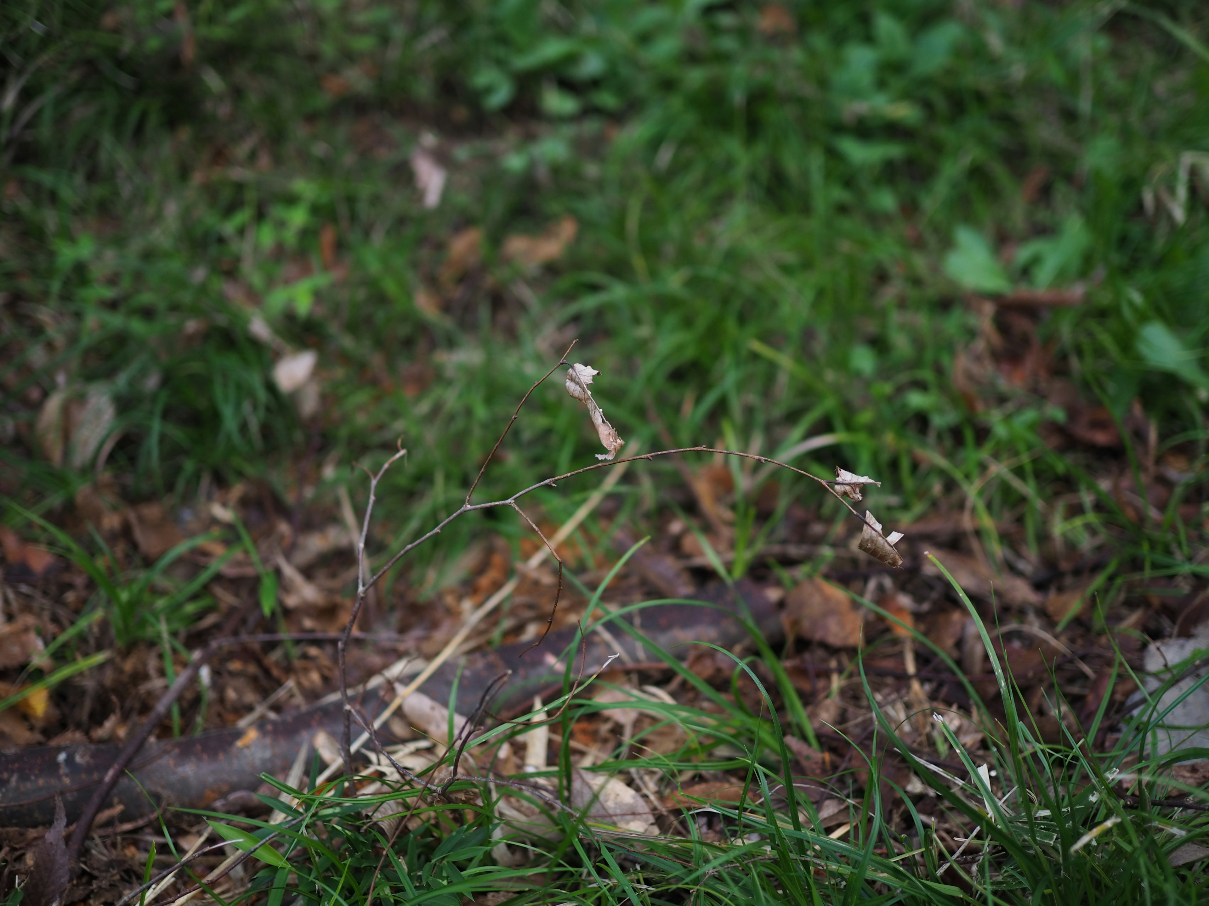 Ground covered with green grass and fallen leaves with thin stems visible