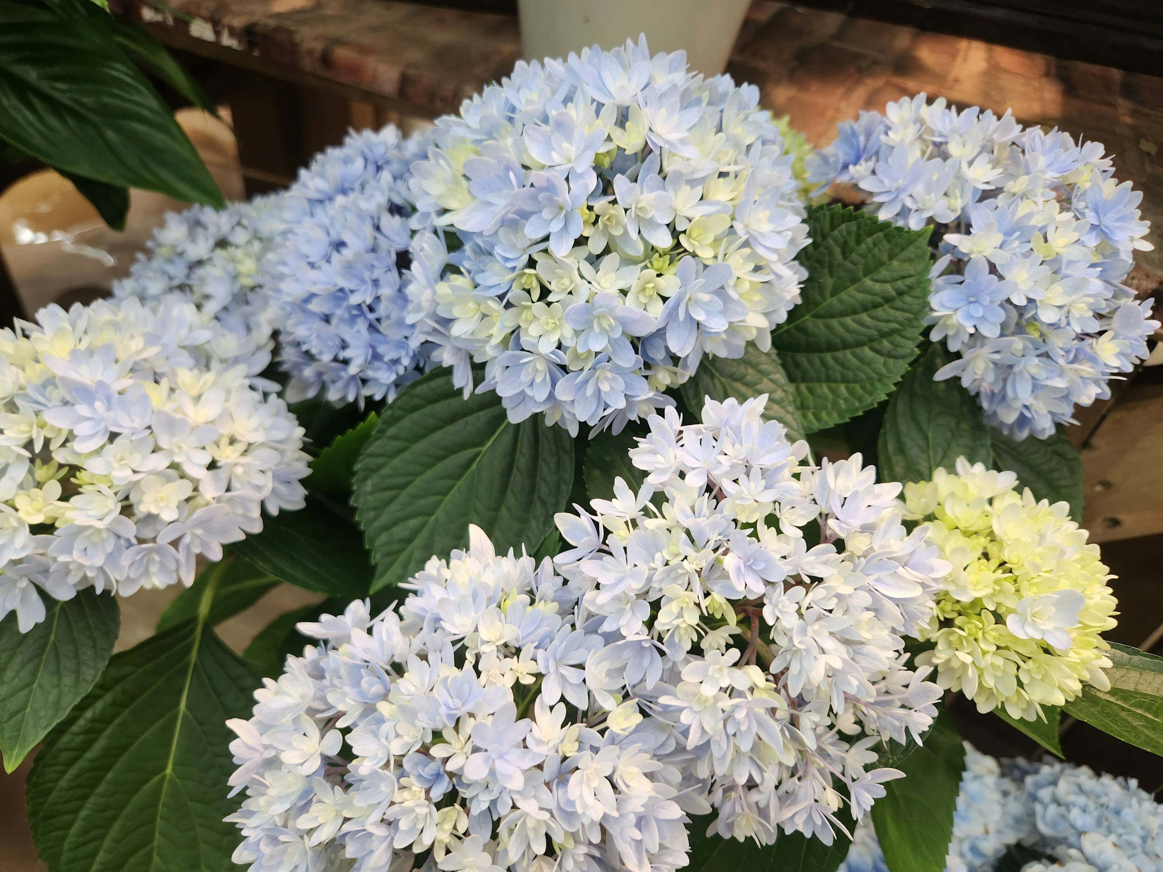 Fleurs d'hortensia dans des nuances de bleu et de blanc