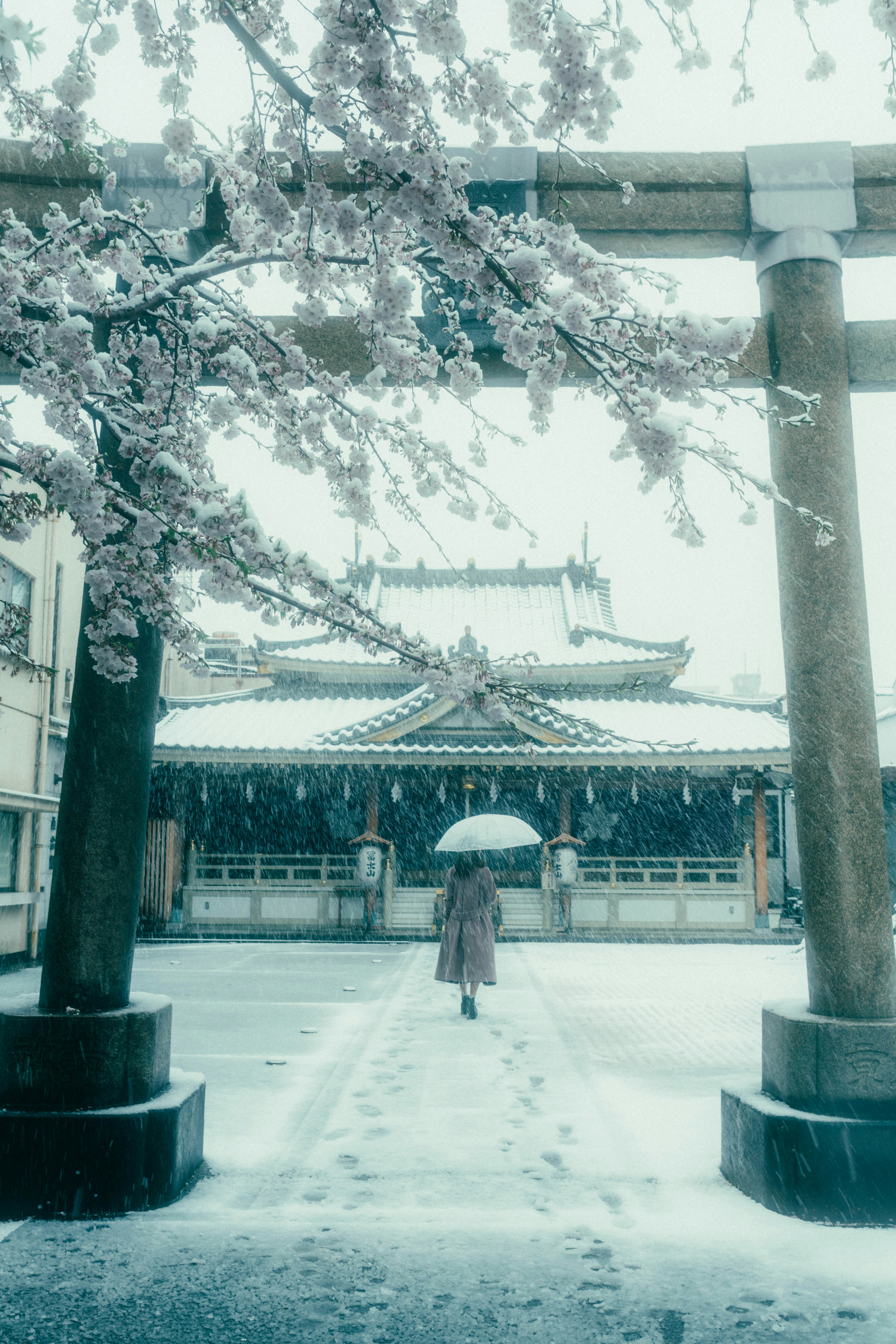 雪の中の桜の木と神社の鳥居を背景に傘を持った人物が歩いている風景