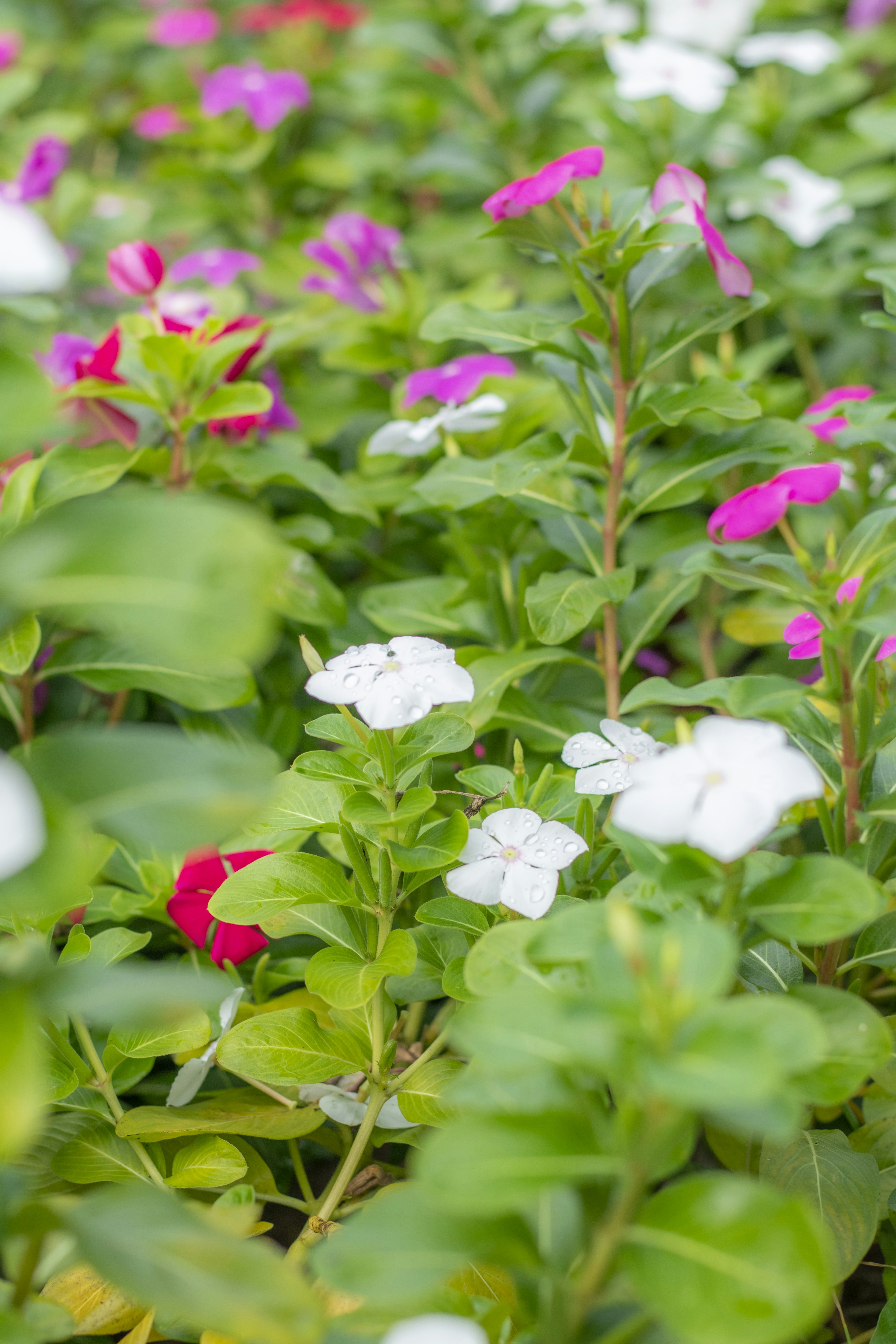 Une scène de jardin vibrante avec des fleurs colorées incluant des fleurs roses et blanches