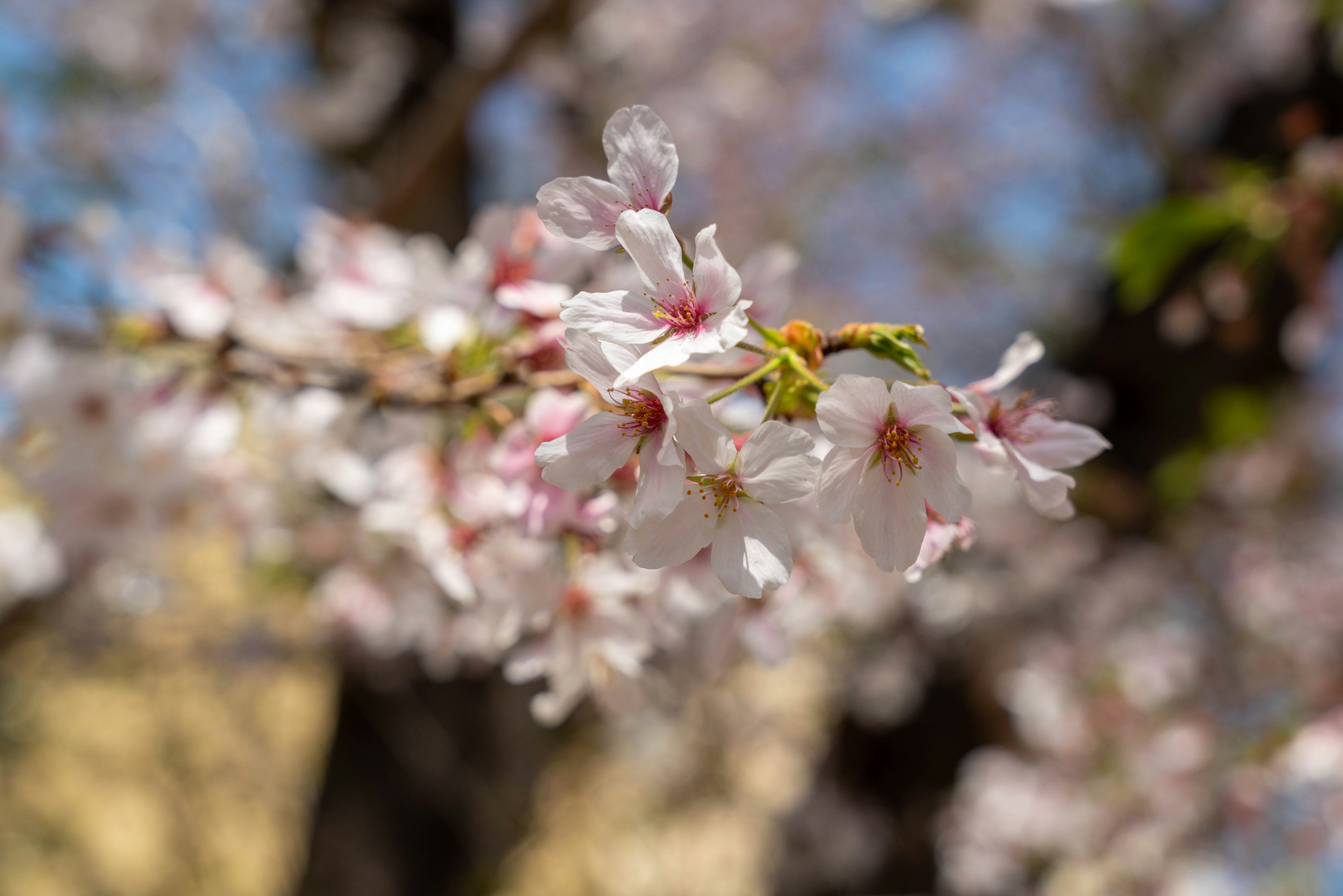 Acercamiento de ramas de cerezo en flor con hermosos pétalos rosas bajo un cielo azul claro