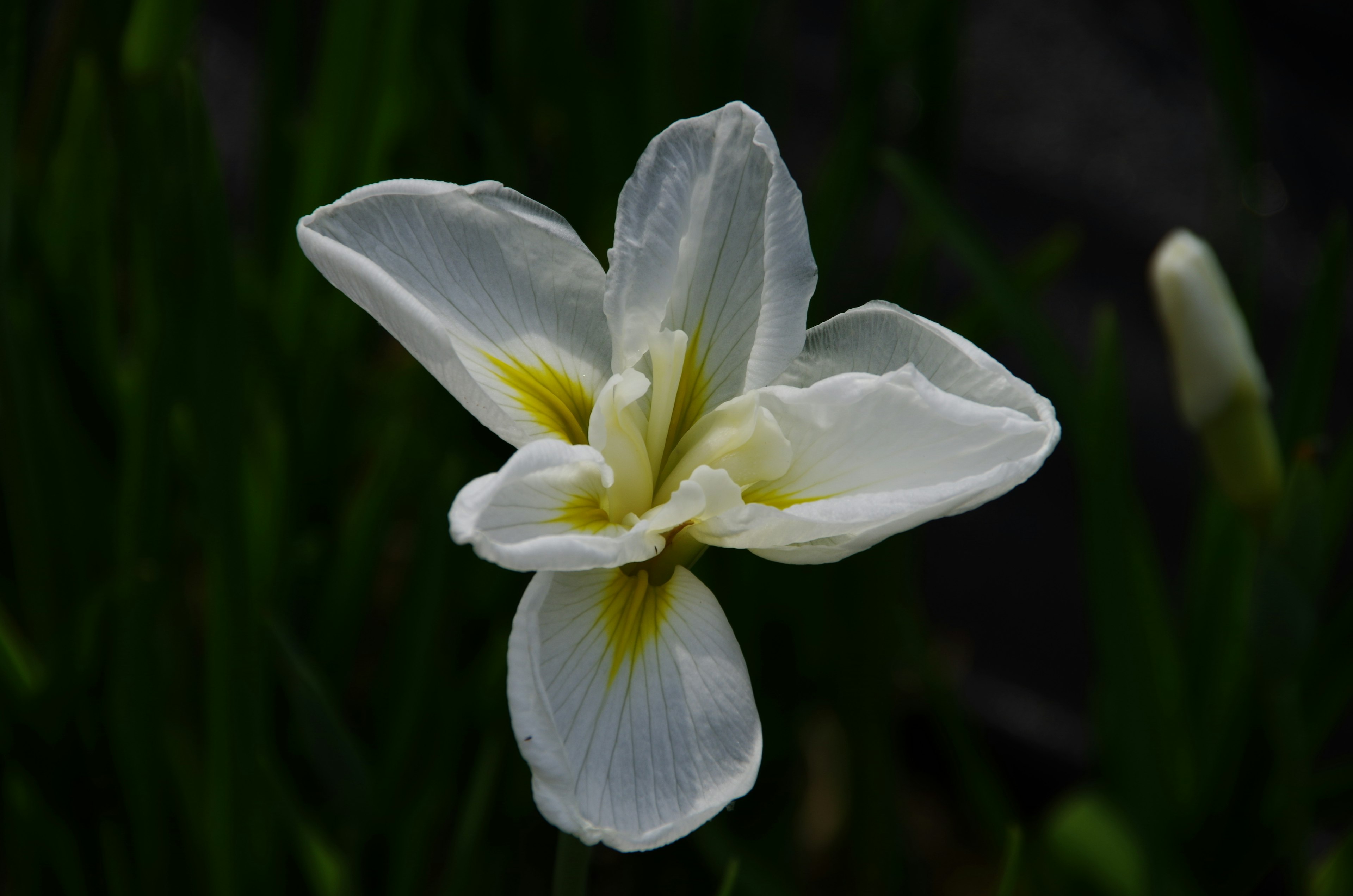 白い花弁と黄色いアクセントを持つアイリスの花