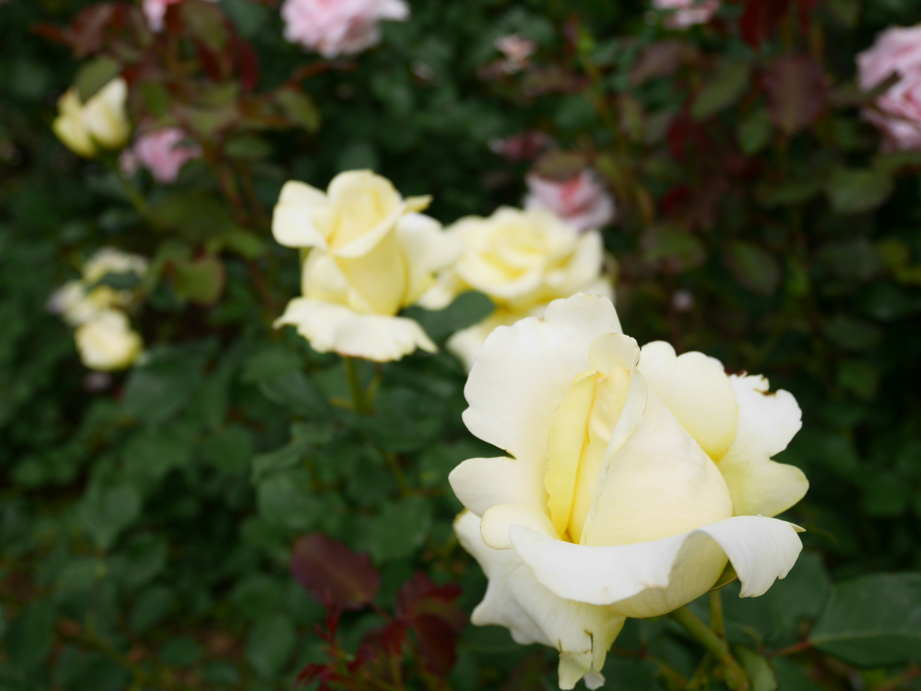 Rosas amarillas floreciendo con rosas rosas de fondo