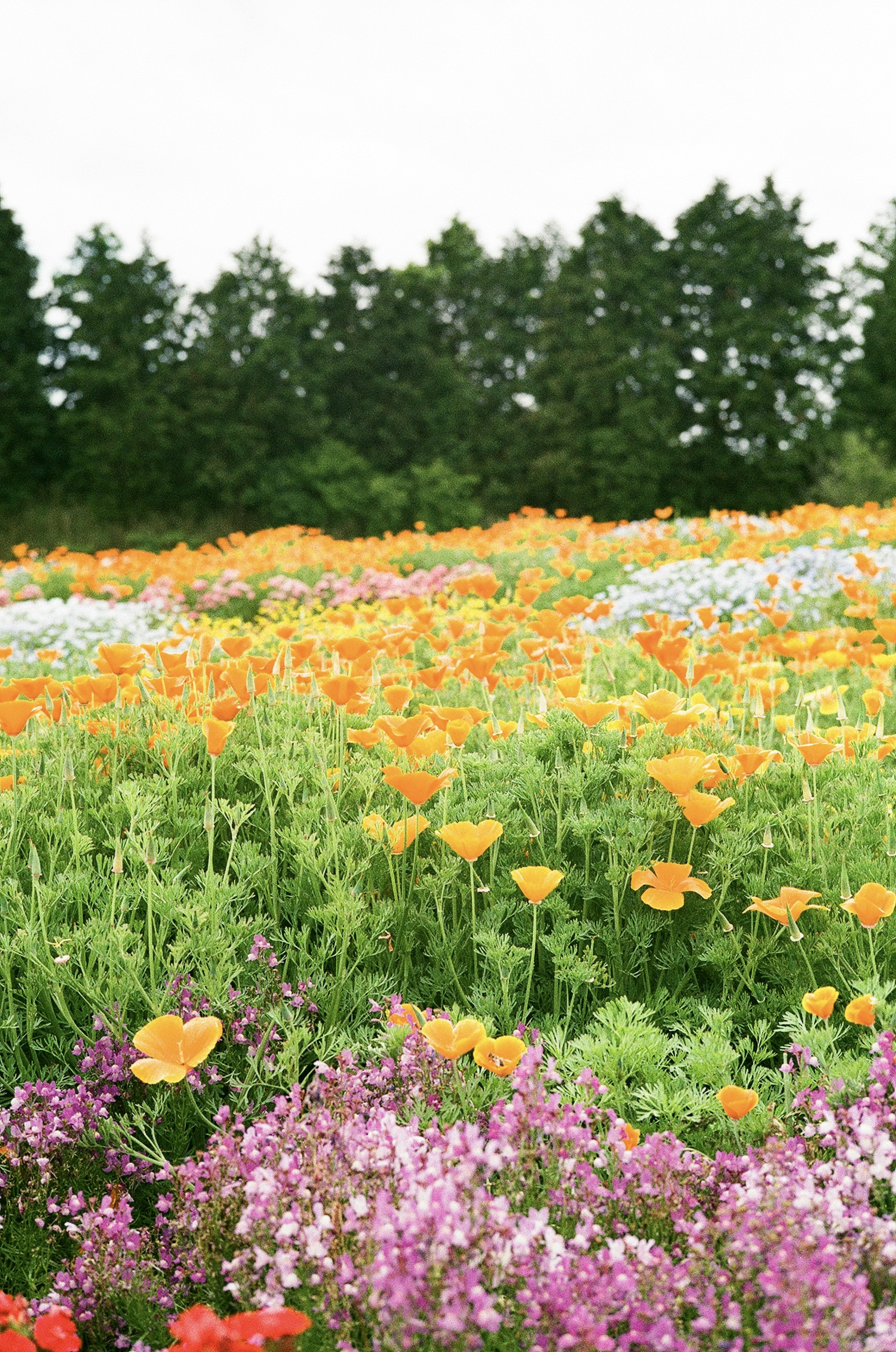 Campo vibrante de flores con flores naranjas y moradas sobre un fondo verde