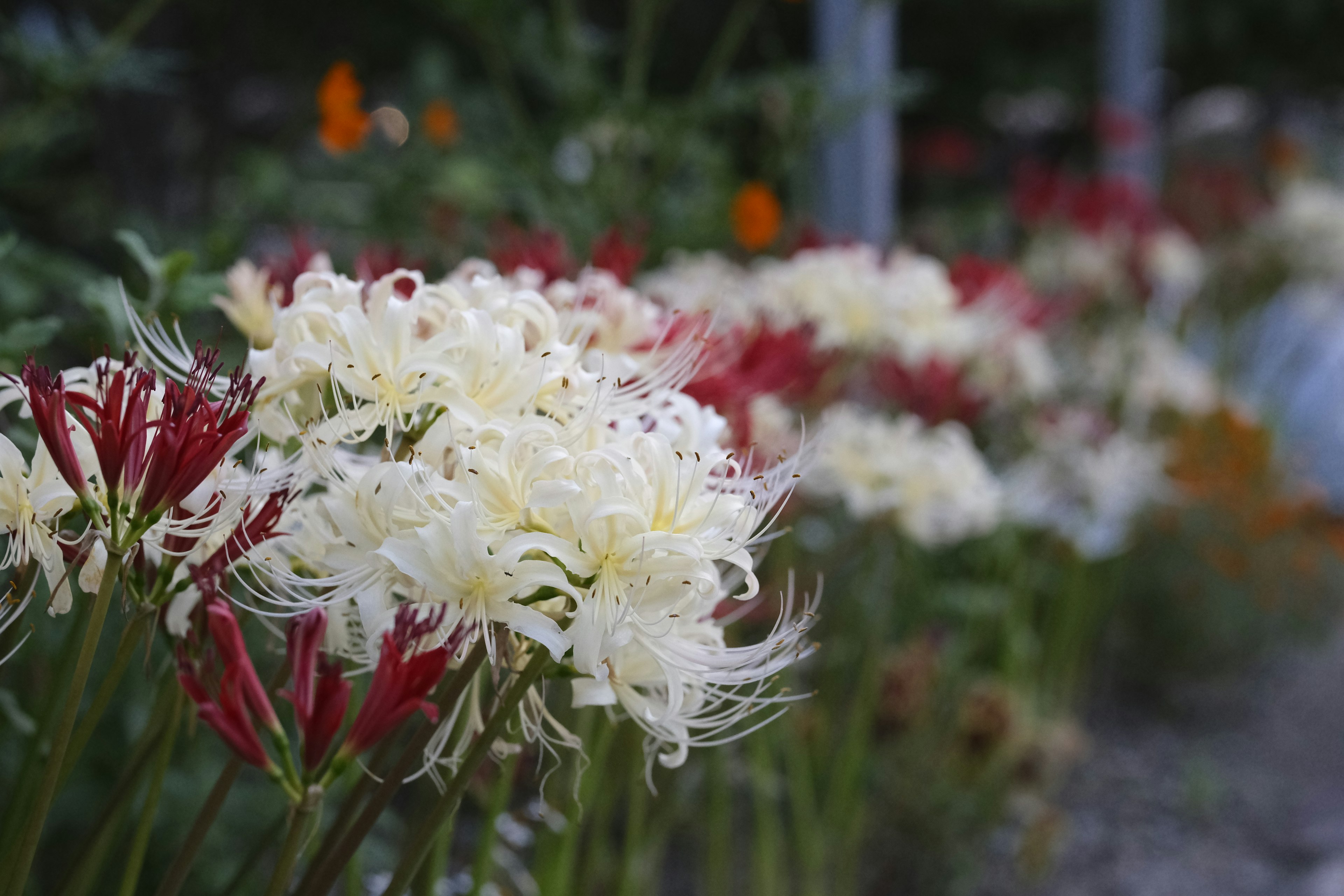 Reihe von roten und weißen Spinnenlilien in einem Garten