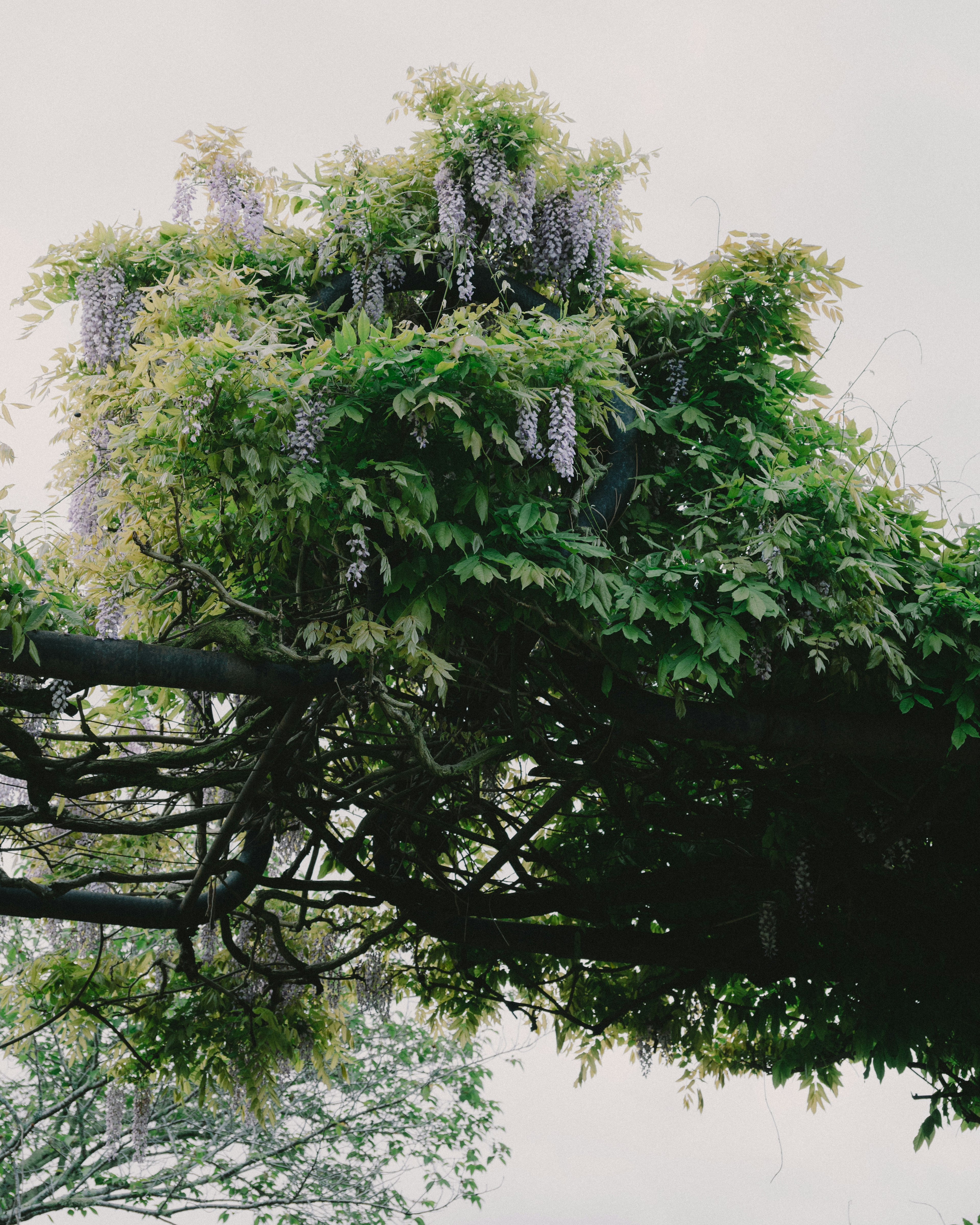 Wisteria tree branches with purple flowers and green leaves