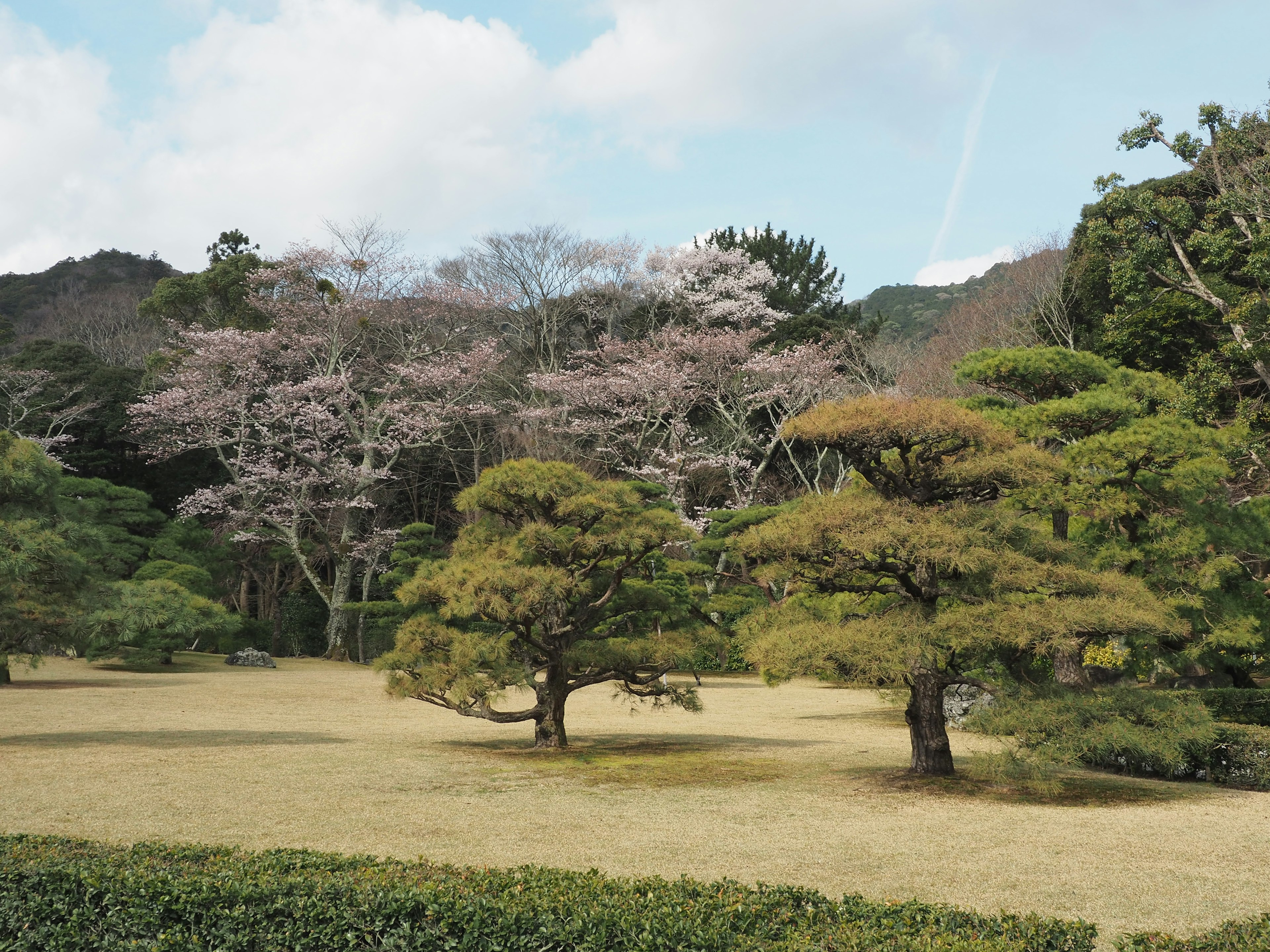 Scenic garden featuring cherry blossom trees and green pine trees