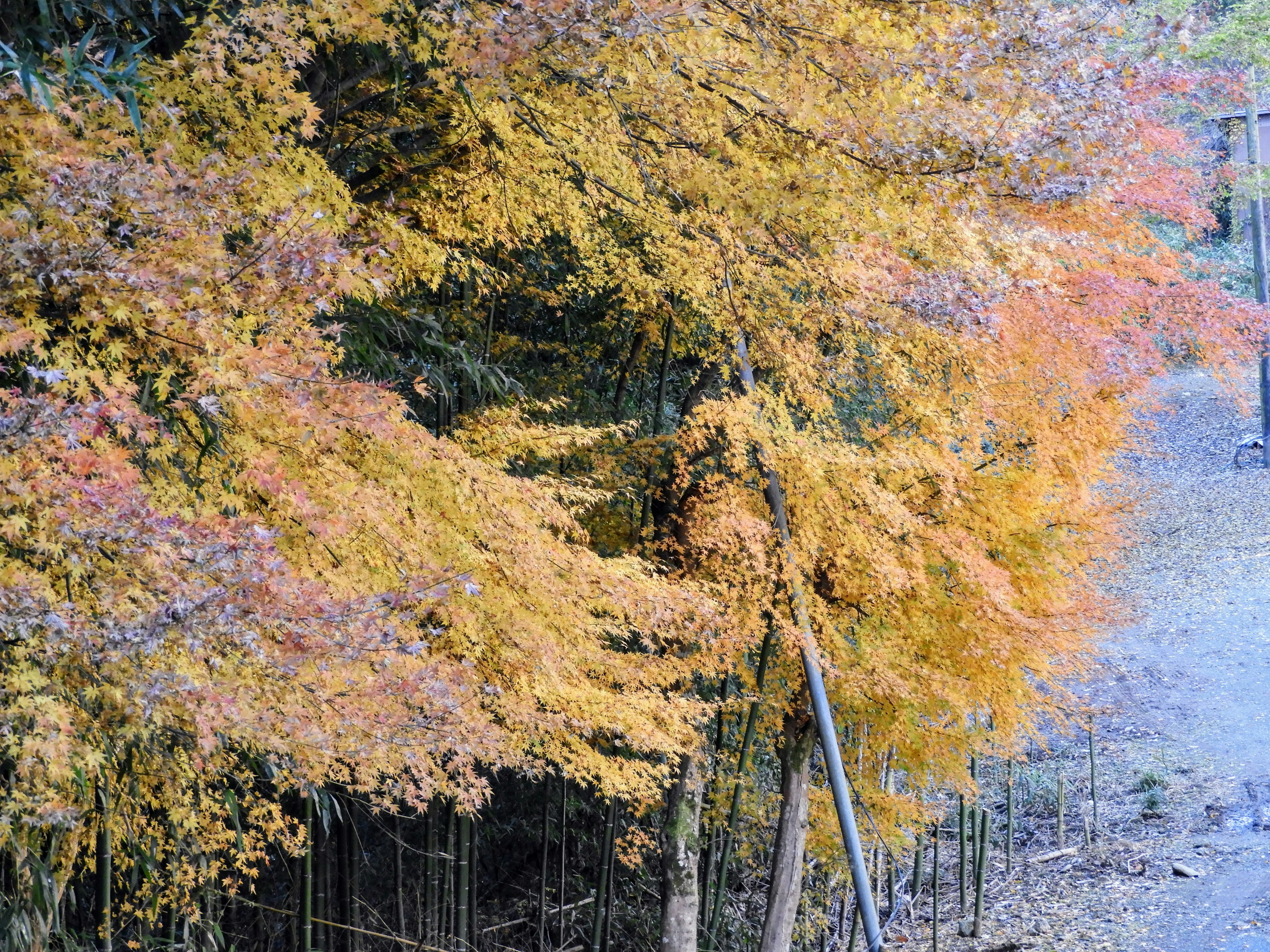 Vibrant autumn foliage with colorful leaves on trees