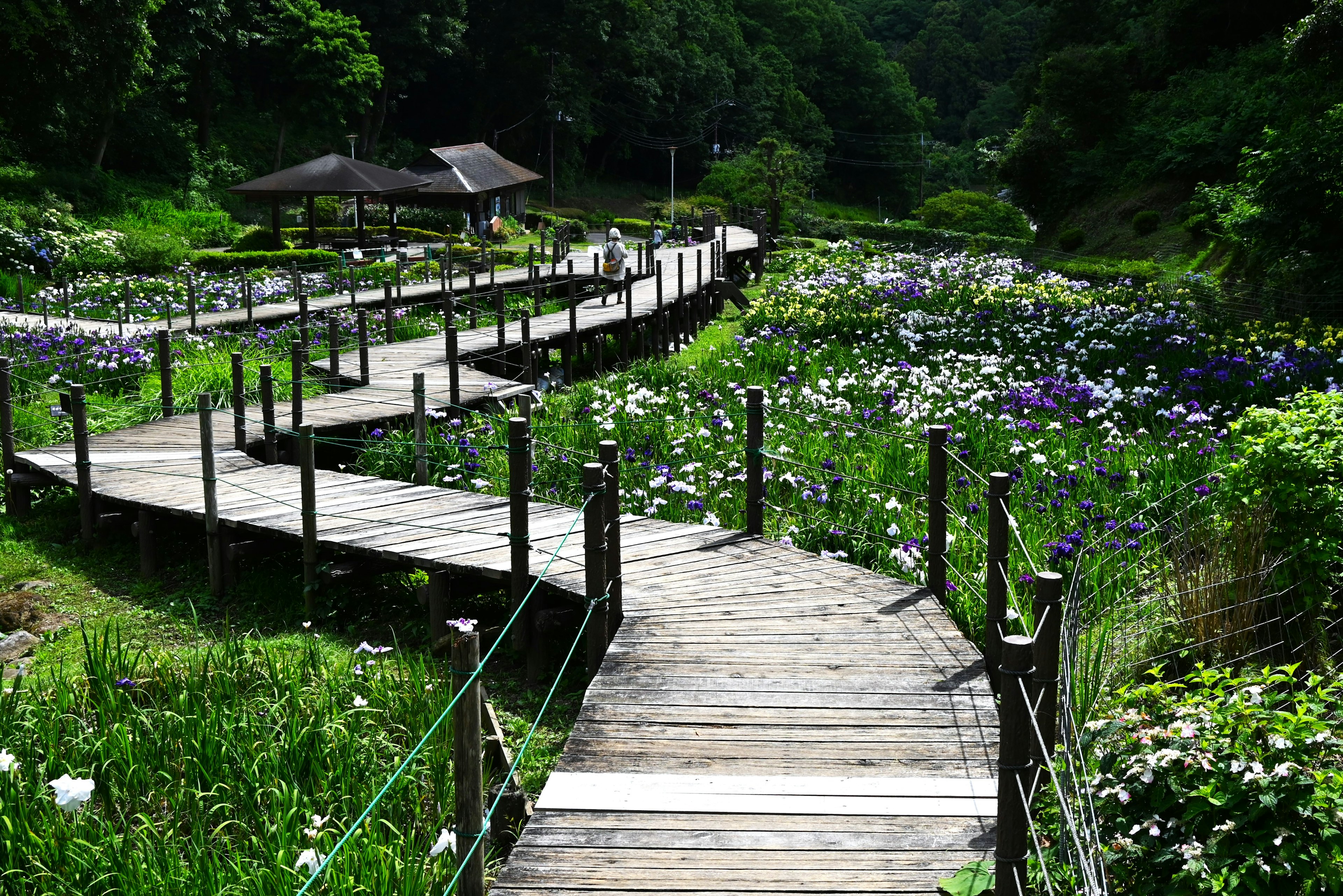 Curved wooden pathway surrounded by vibrant flowers in a lush garden