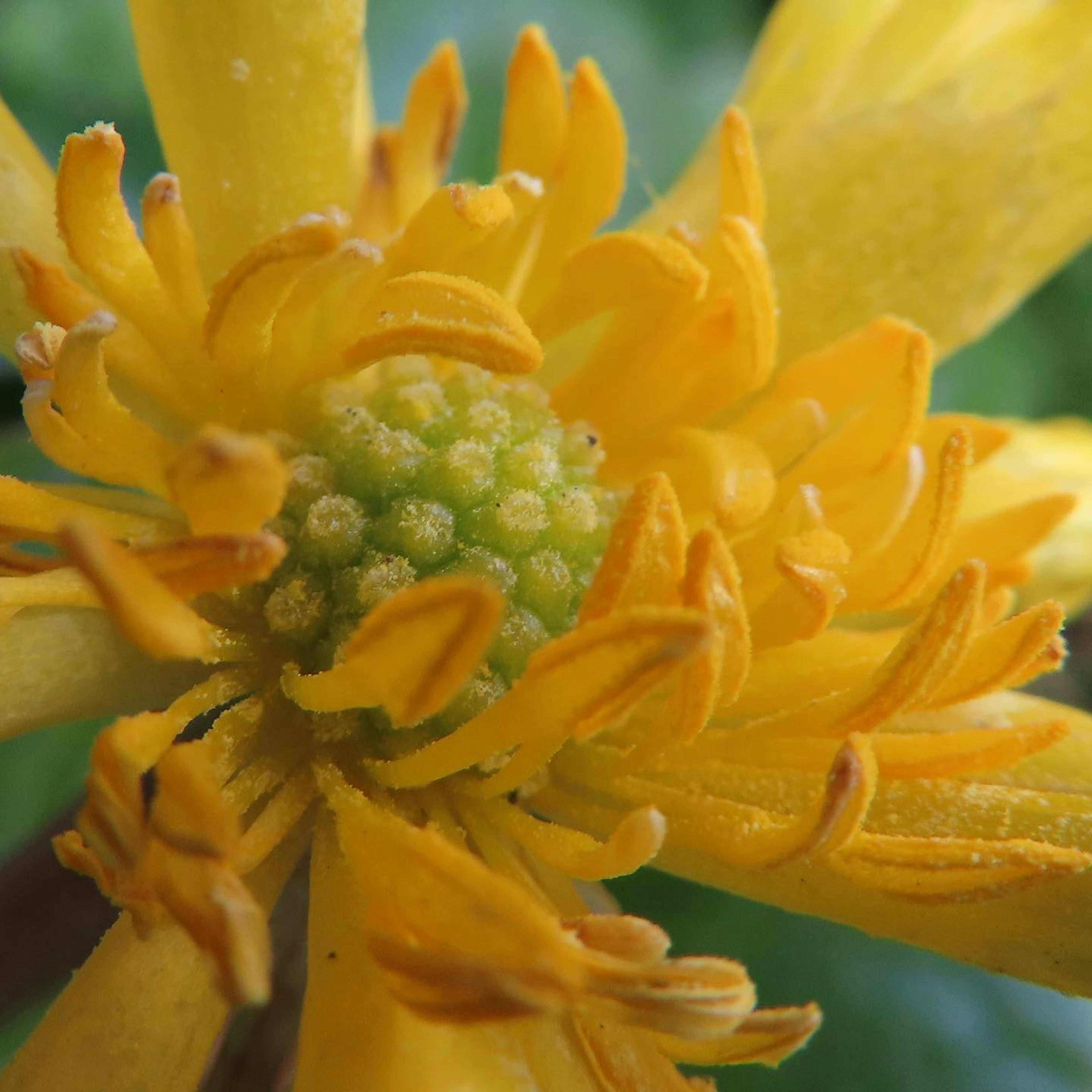 Close-up bunga kuning dengan kuncup hijau dan kelopak panjang