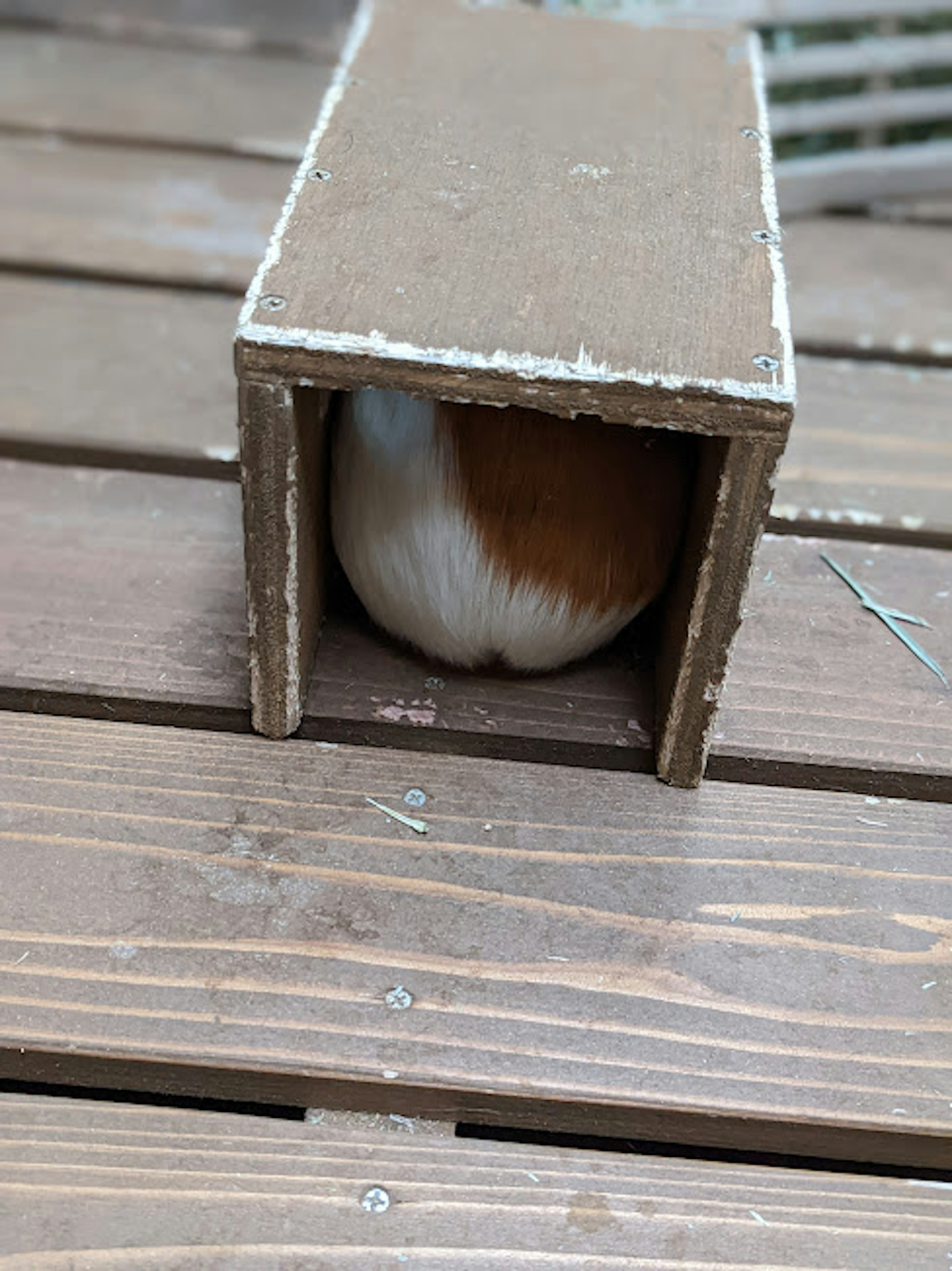 茶色と白の毛を持つ小動物が木製の小屋の中にいる