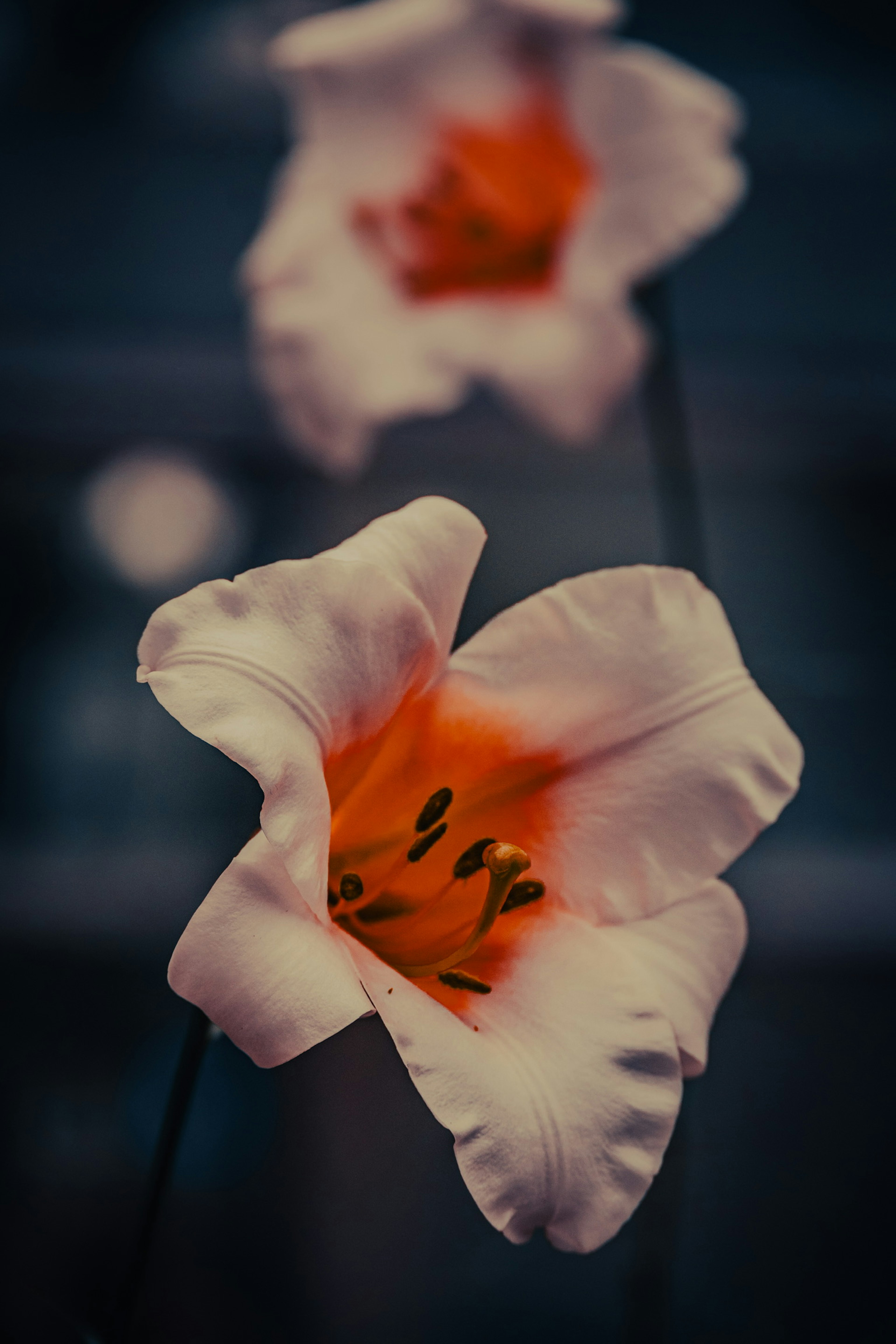 特写的花朵，白色花瓣和橙色中心