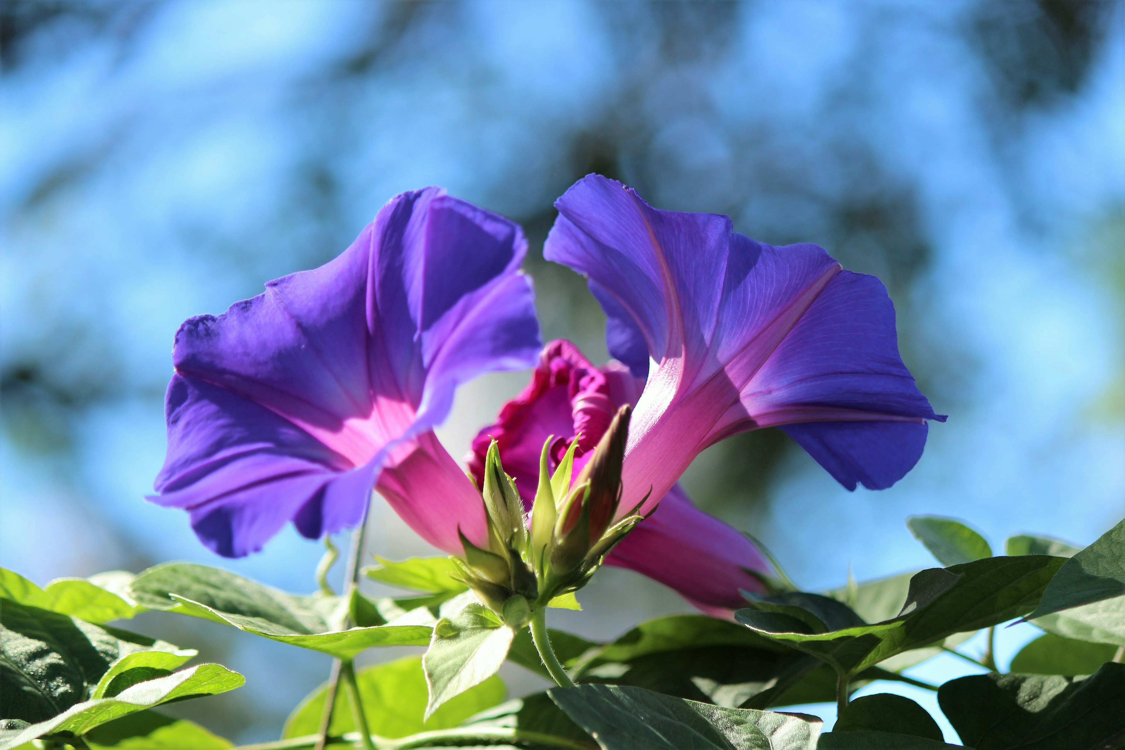 Flores moradas vibrantes floreciendo contra un cielo azul