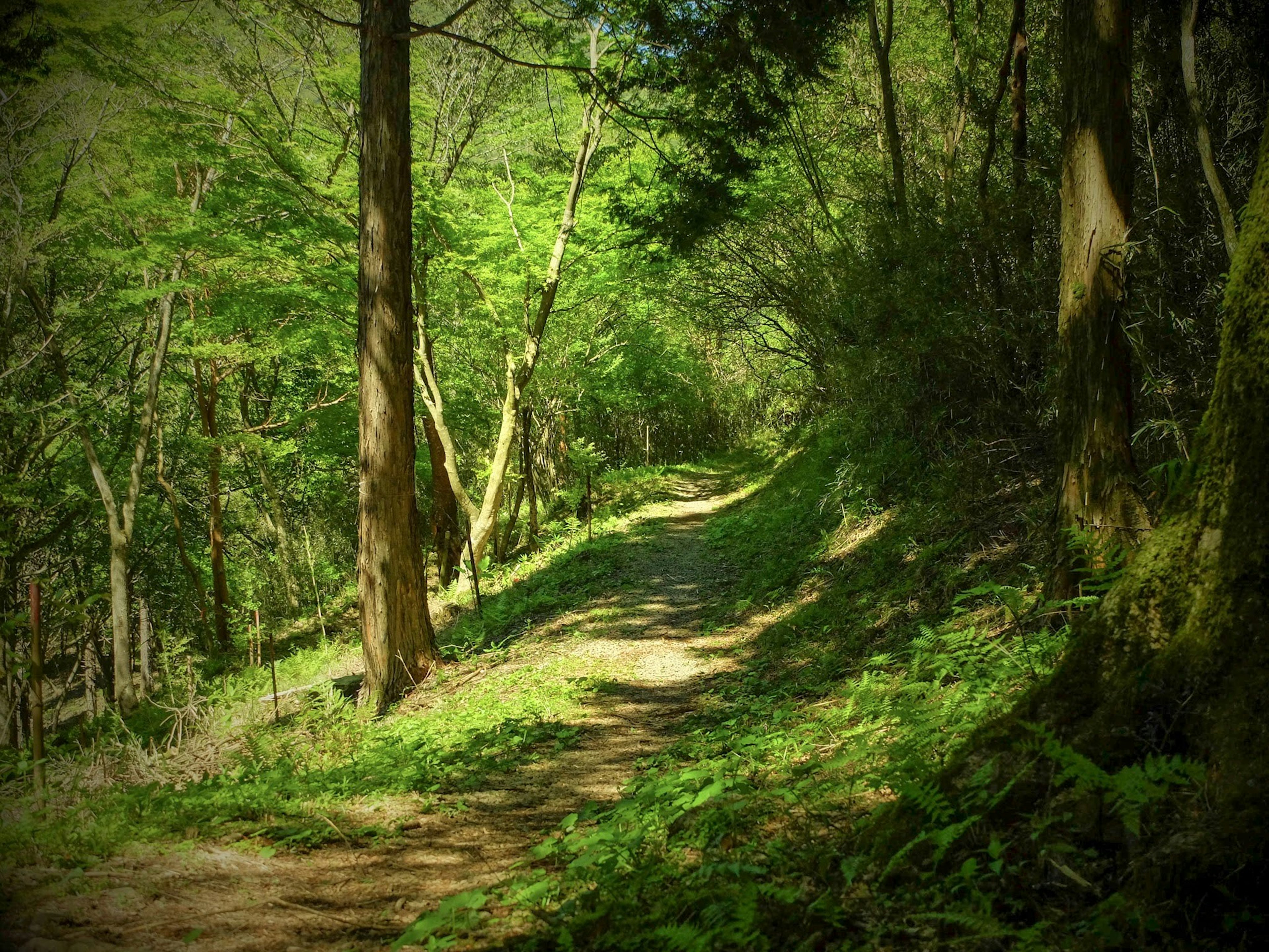 A winding path through a lush green forest