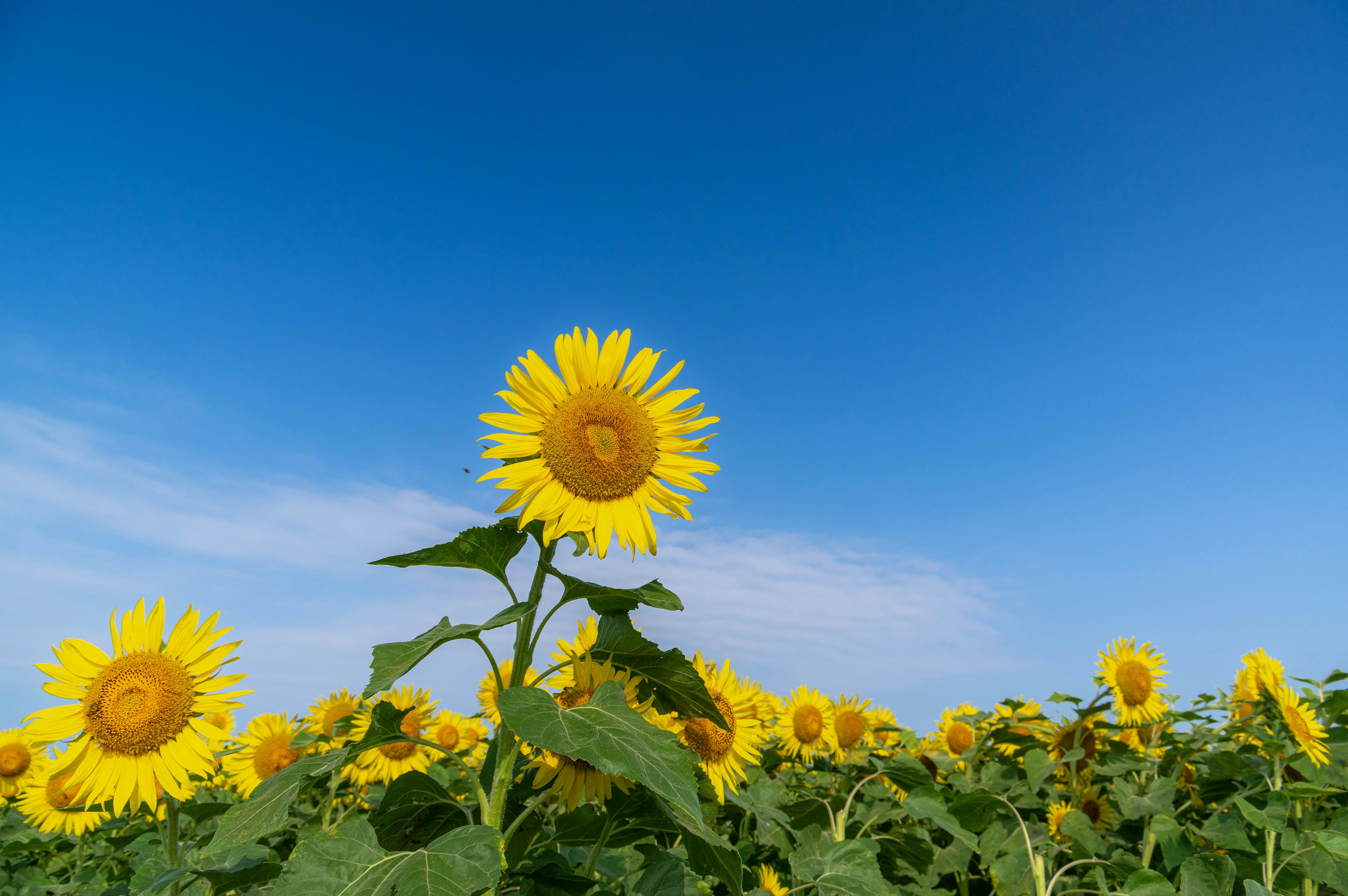 A vibrant sunflower standing tall under a clear blue sky