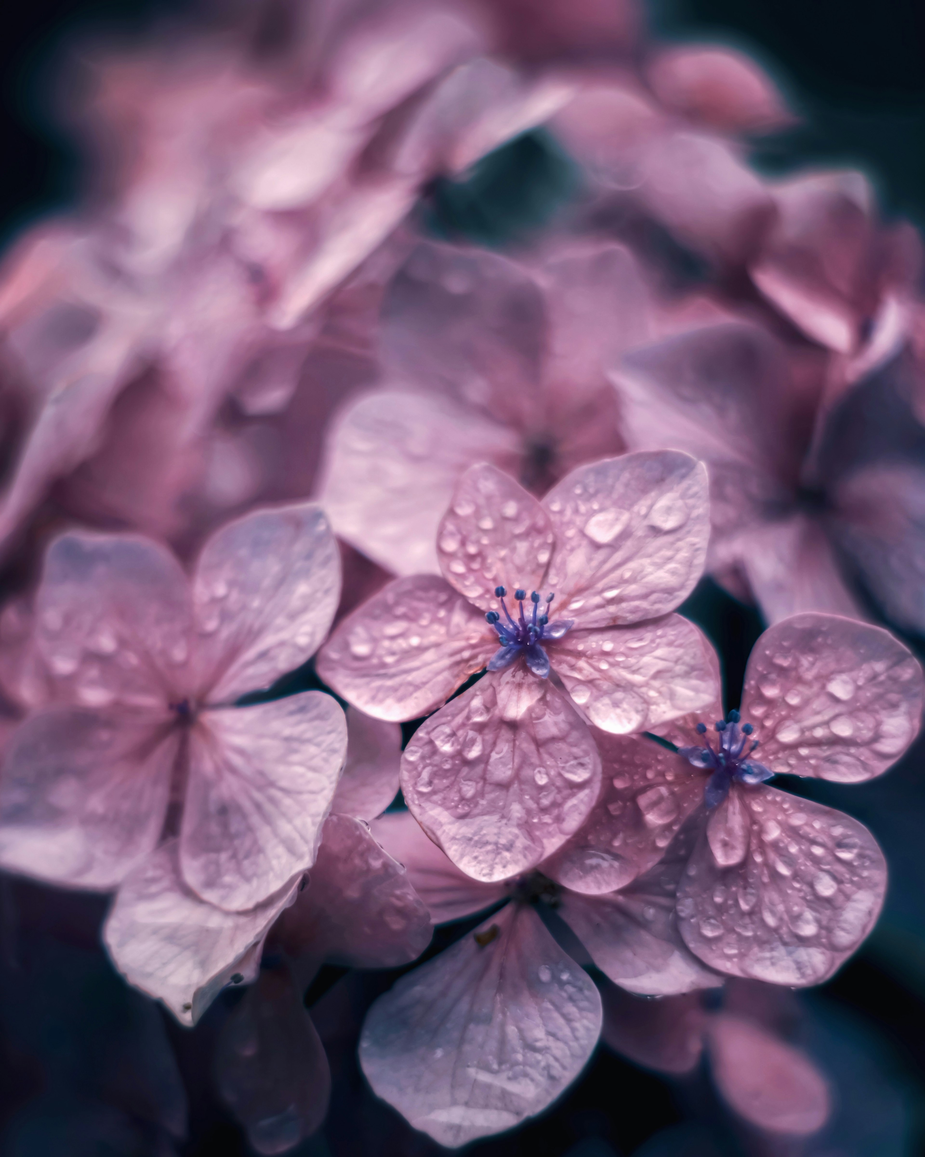 Acercamiento de pétalos de hortensia con gotas en tonos púrpuras suaves