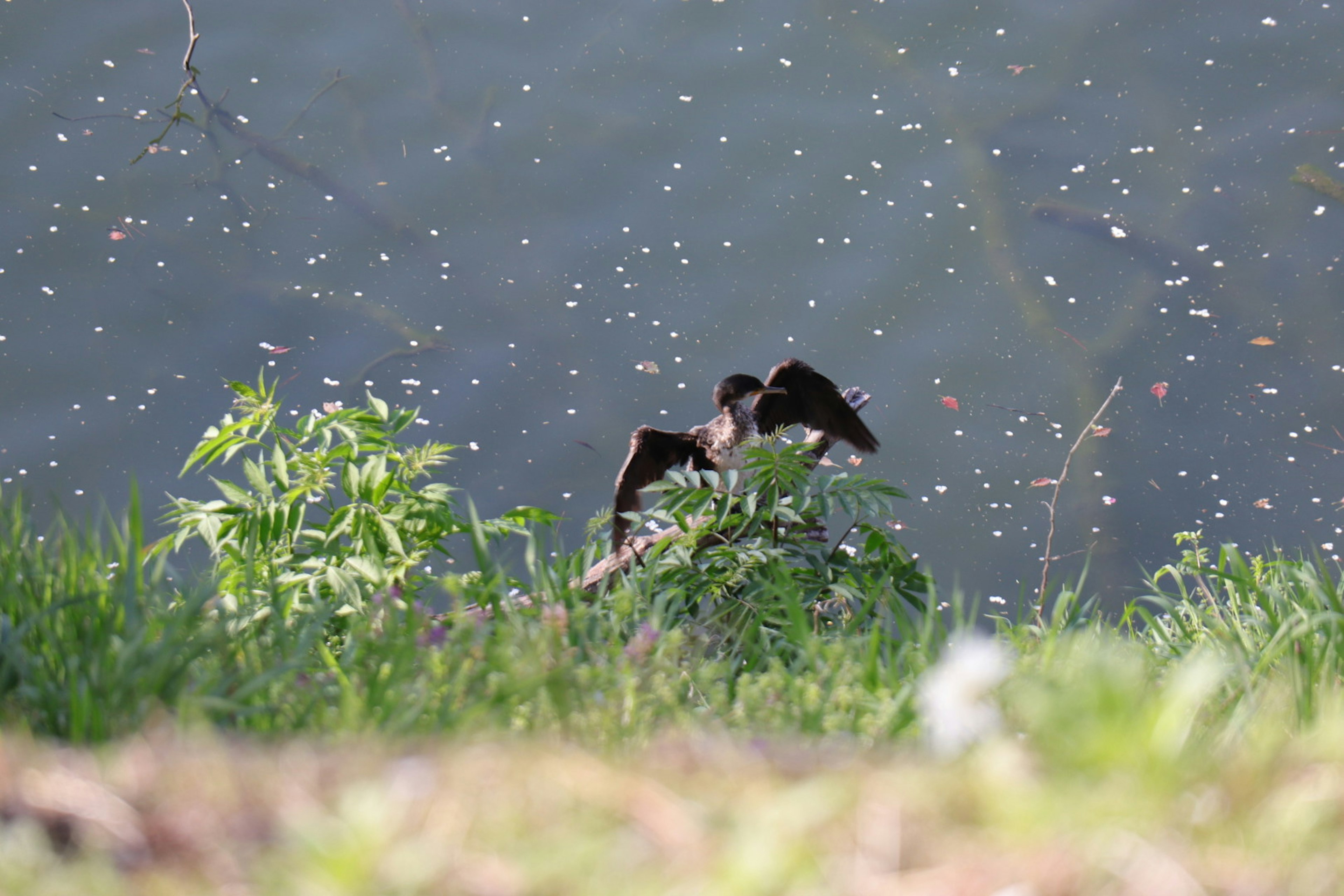 Uccello che vola vicino all'acqua con piante verdi