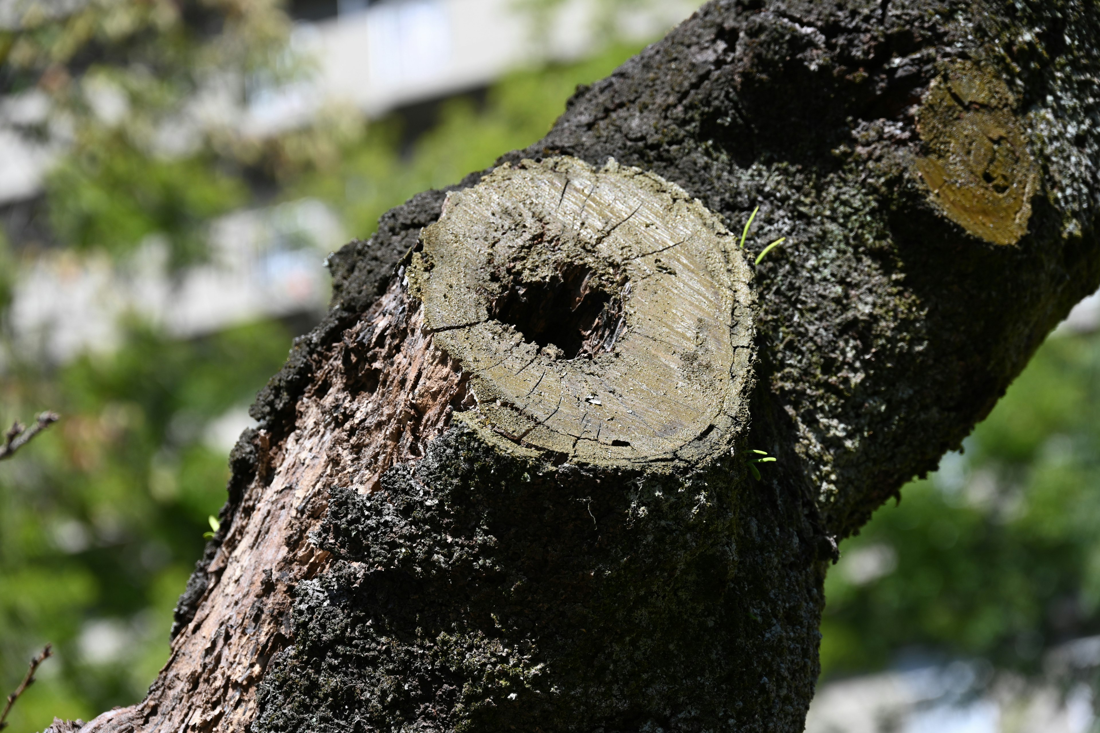 Tronco de árbol con un corte circular que parece un tocón hojas verdes de fondo