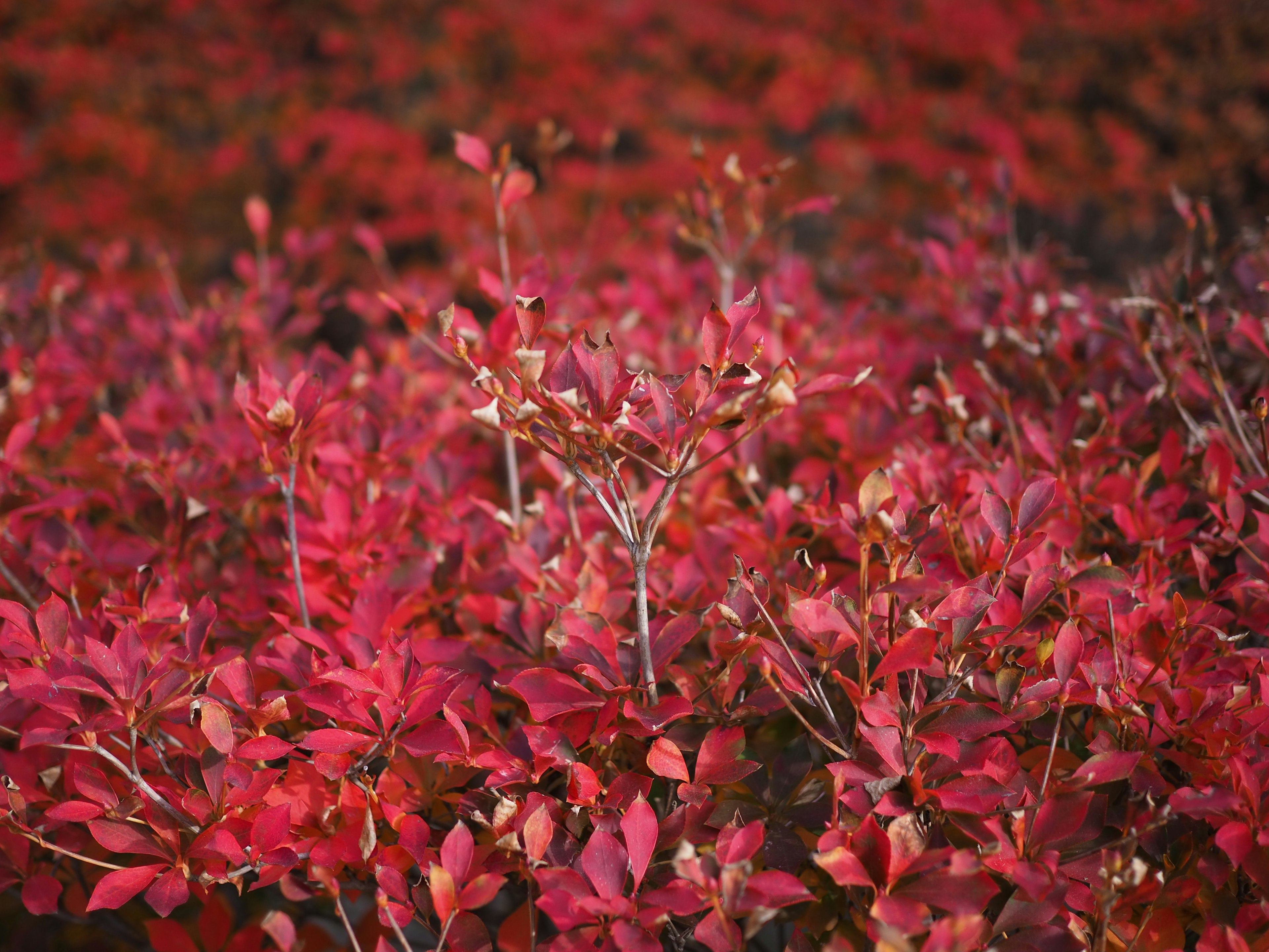 Un paysage de buissons denses avec des feuilles rouges vives