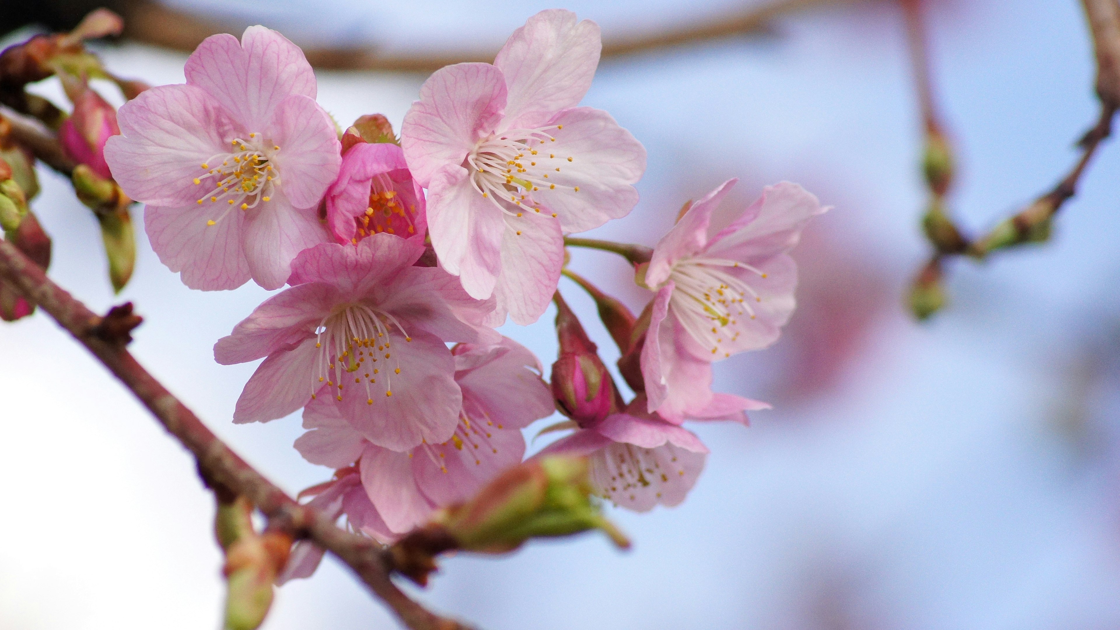 Acercamiento de flores de cerezo en una rama