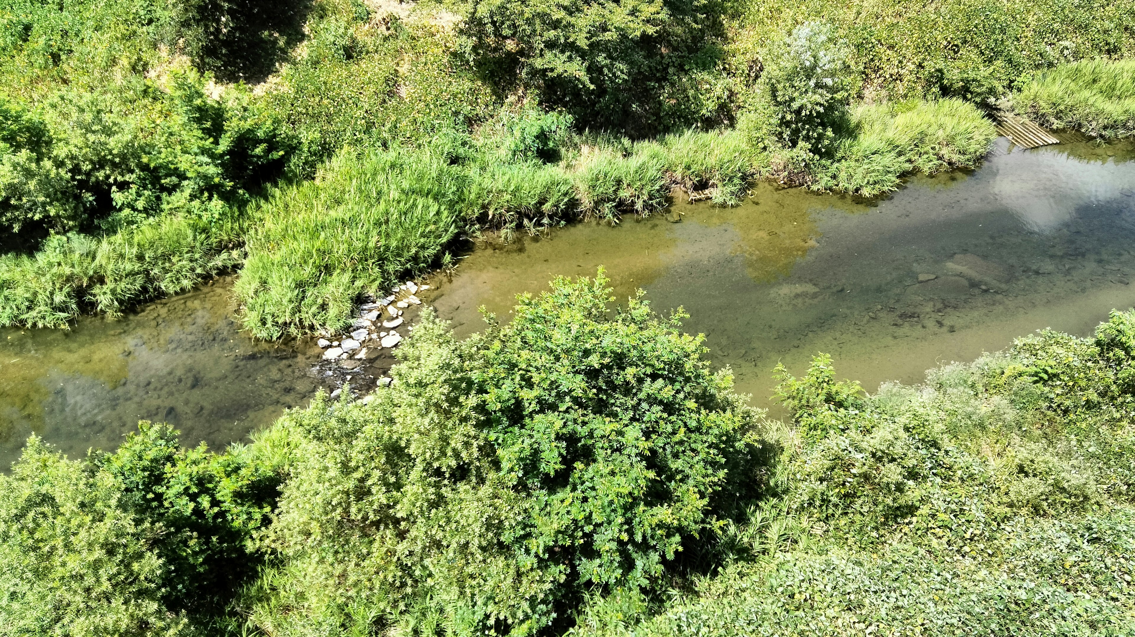 Pemandangan sungai yang tenang dikelilingi oleh pepohonan subur