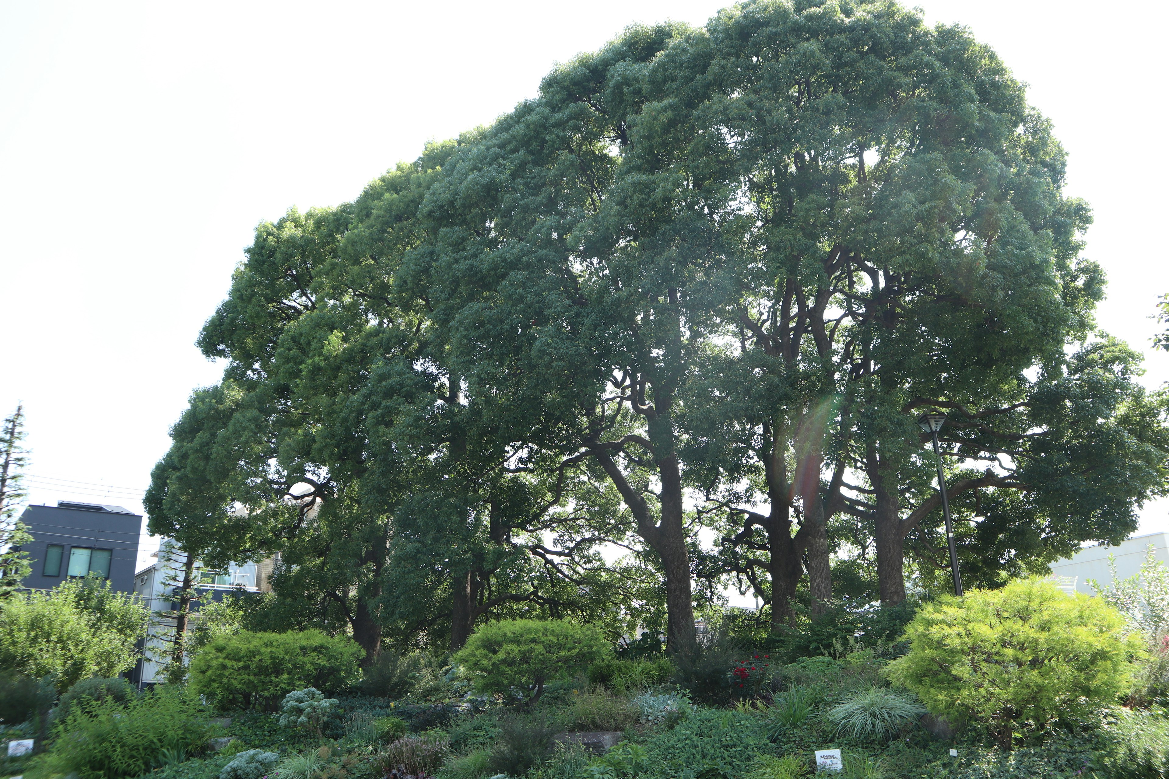 Alberi verdi lussureggianti in un paesaggio sereno