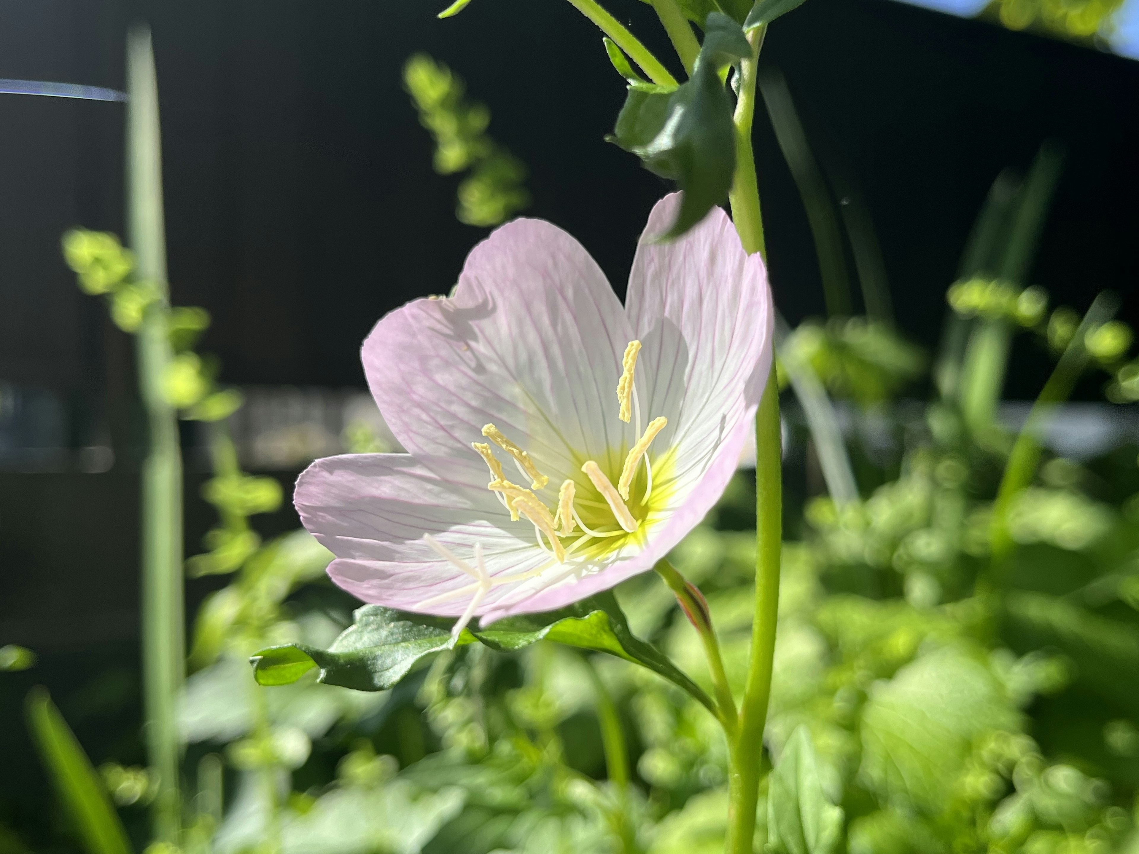 淡いピンクの花が緑の葉に囲まれて咲いている