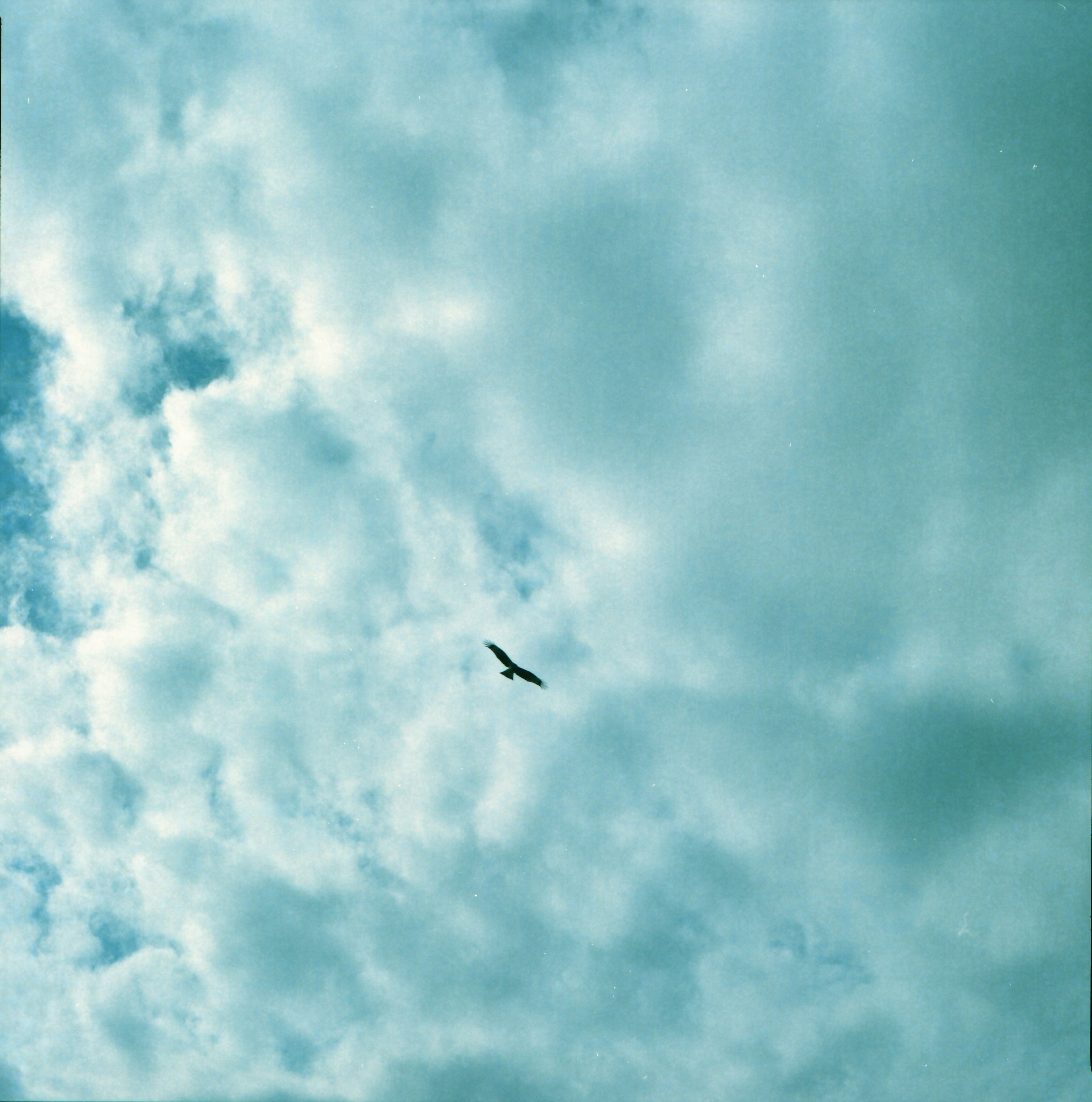 Pájaro volando en un cielo nublado azul