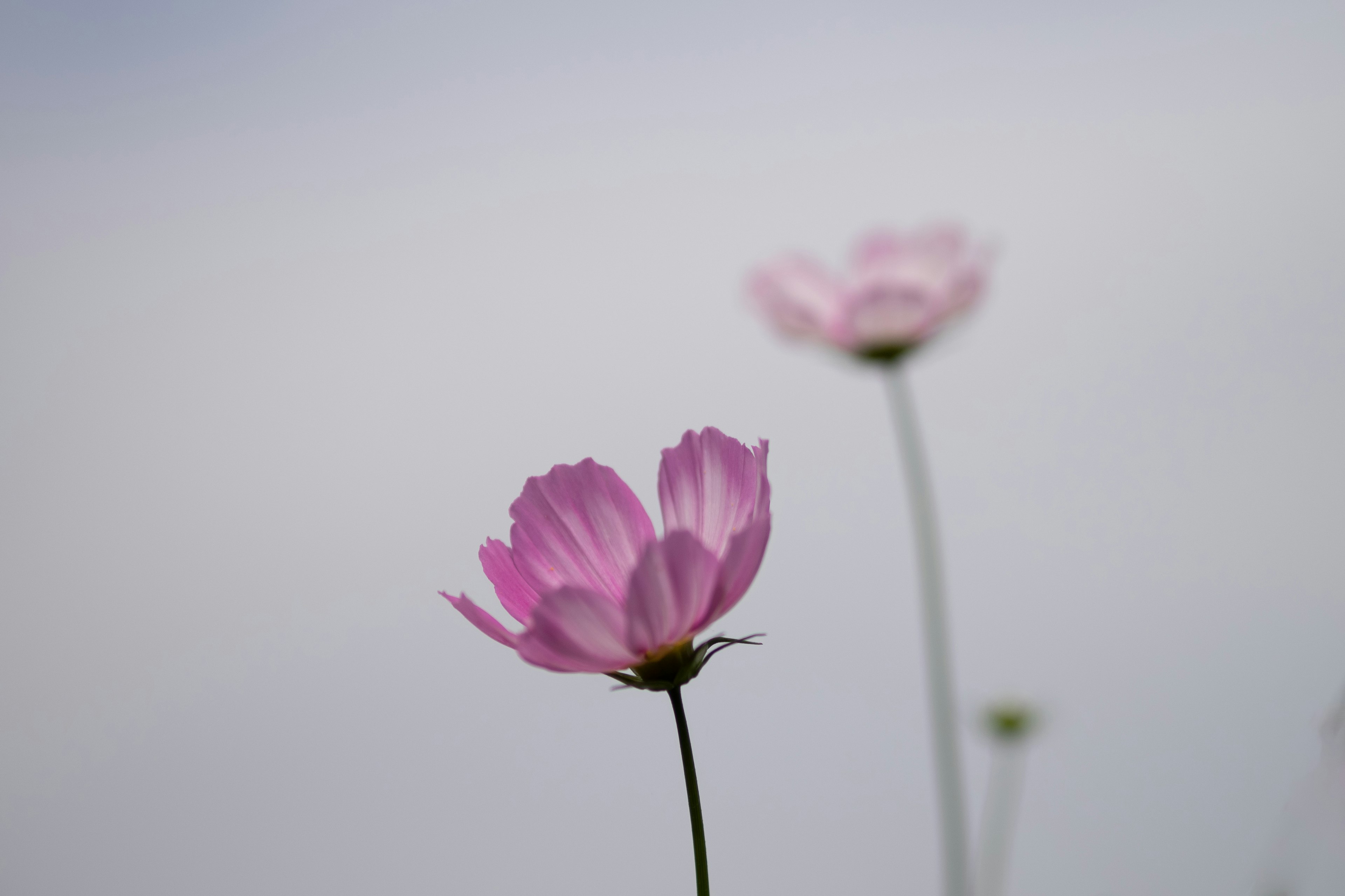 Rosa Blumen im Weichzeichner vor einem hellen Hintergrund