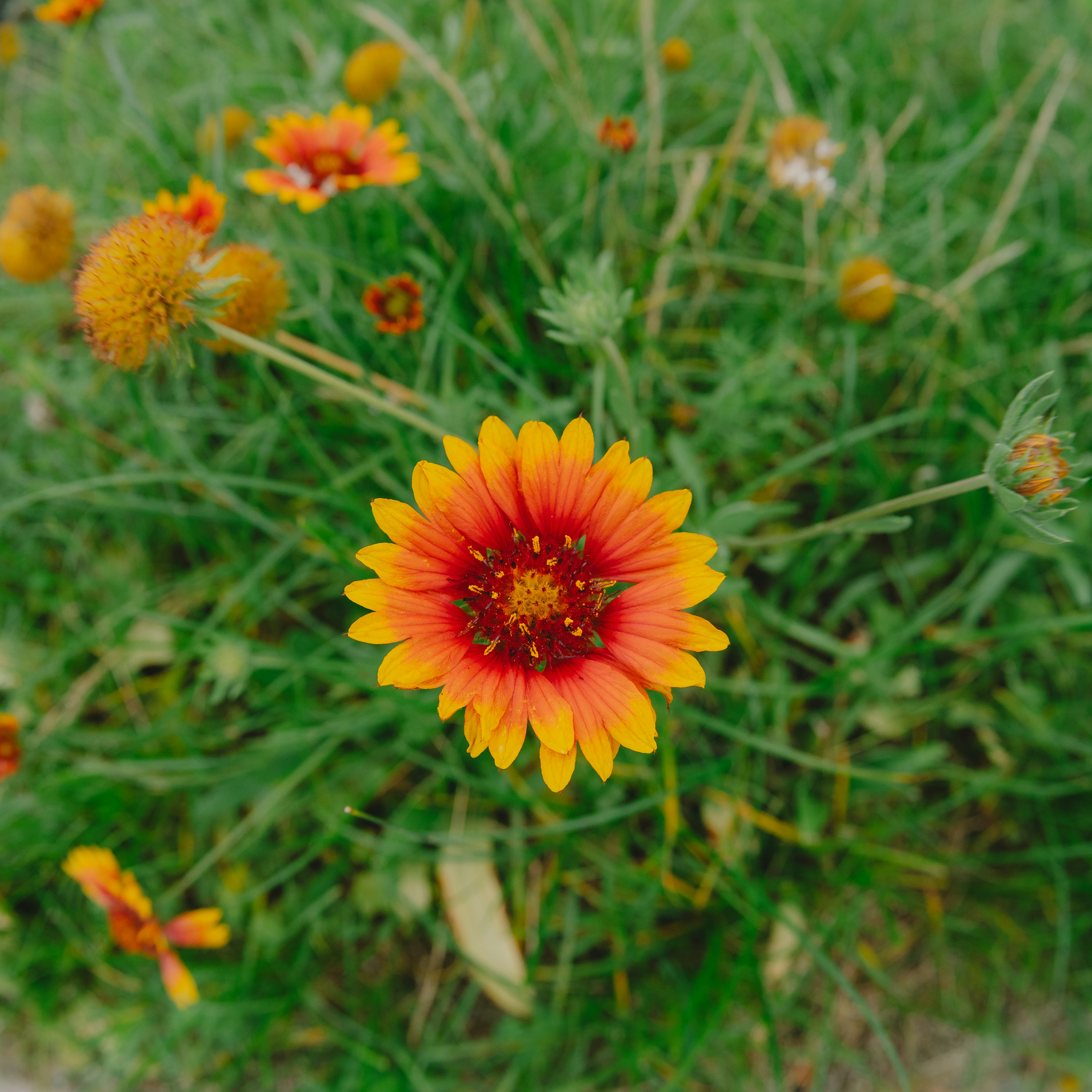 鮮やかなオレンジと黄色の花が緑の草の中に咲いている