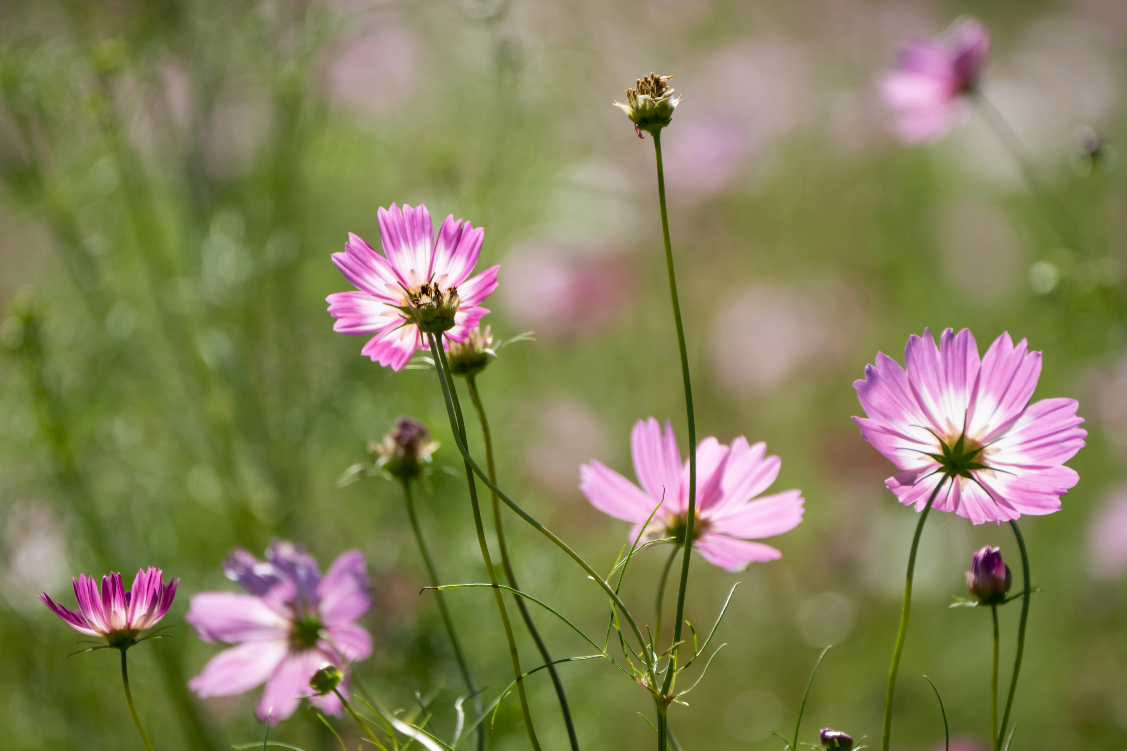 Feld mit rosa Blumen und zarten Blütenblättern