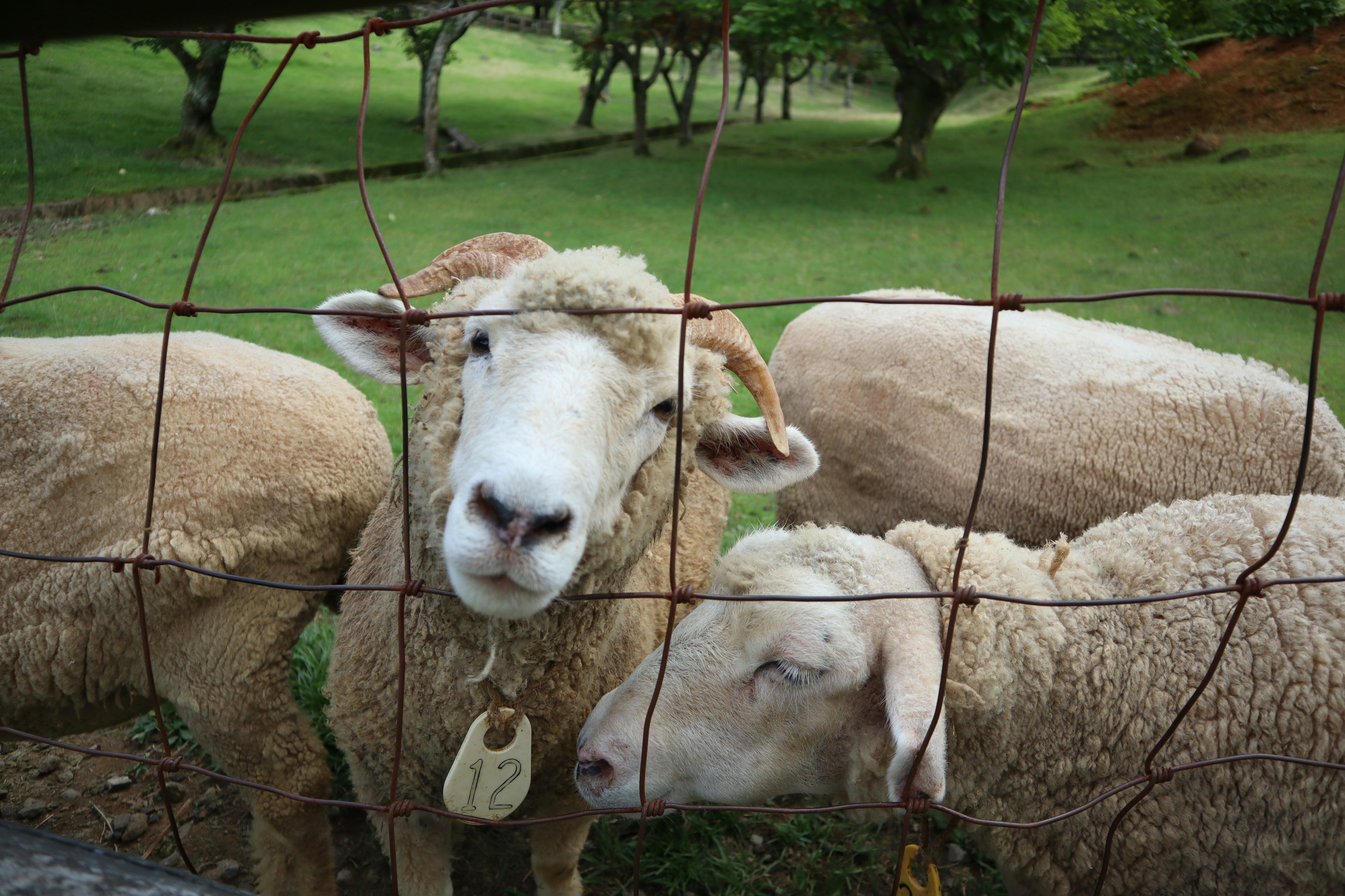 Close-up of sheep behind a fence grazing in a green field