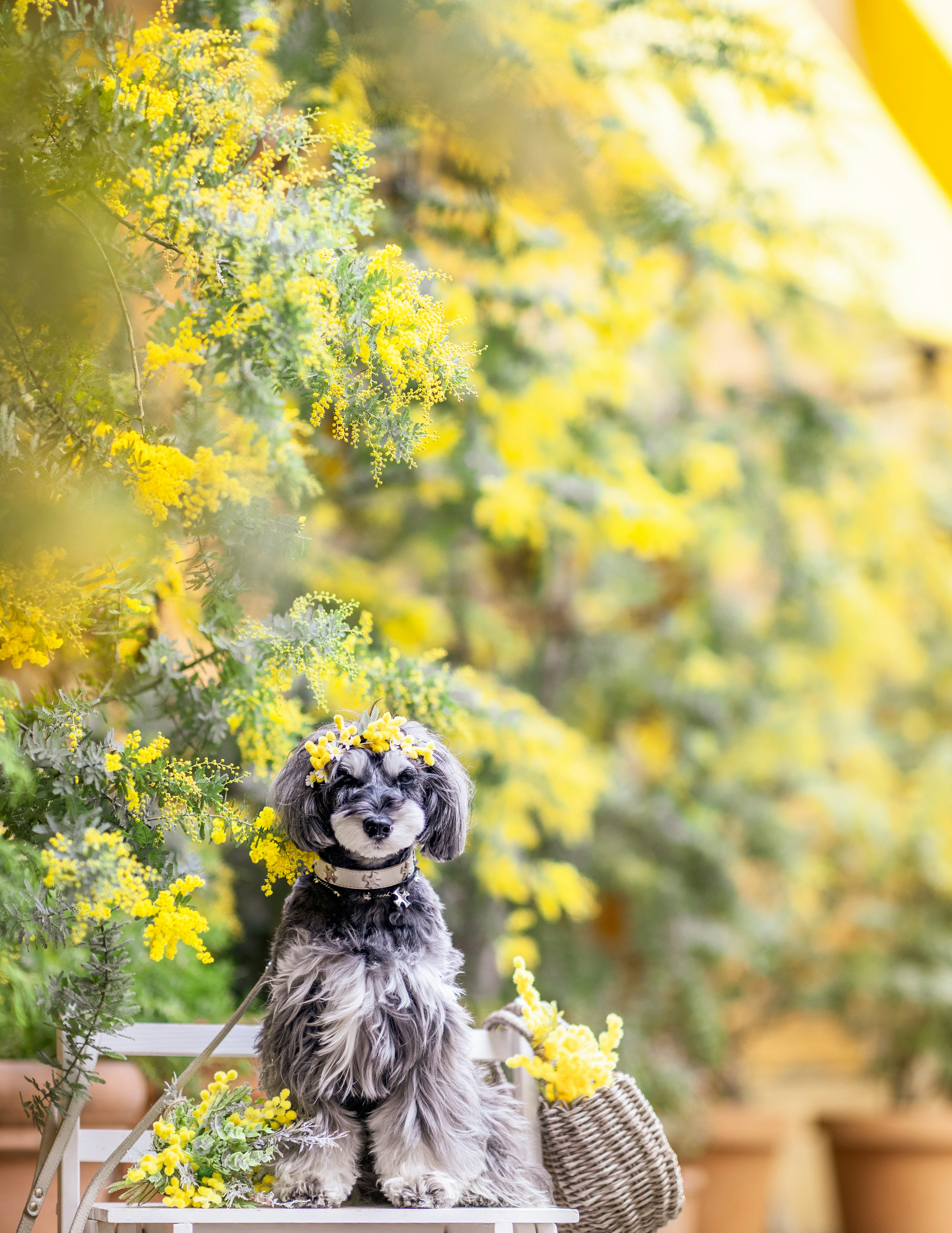 A dog surrounded by yellow flowers sitting on a bench