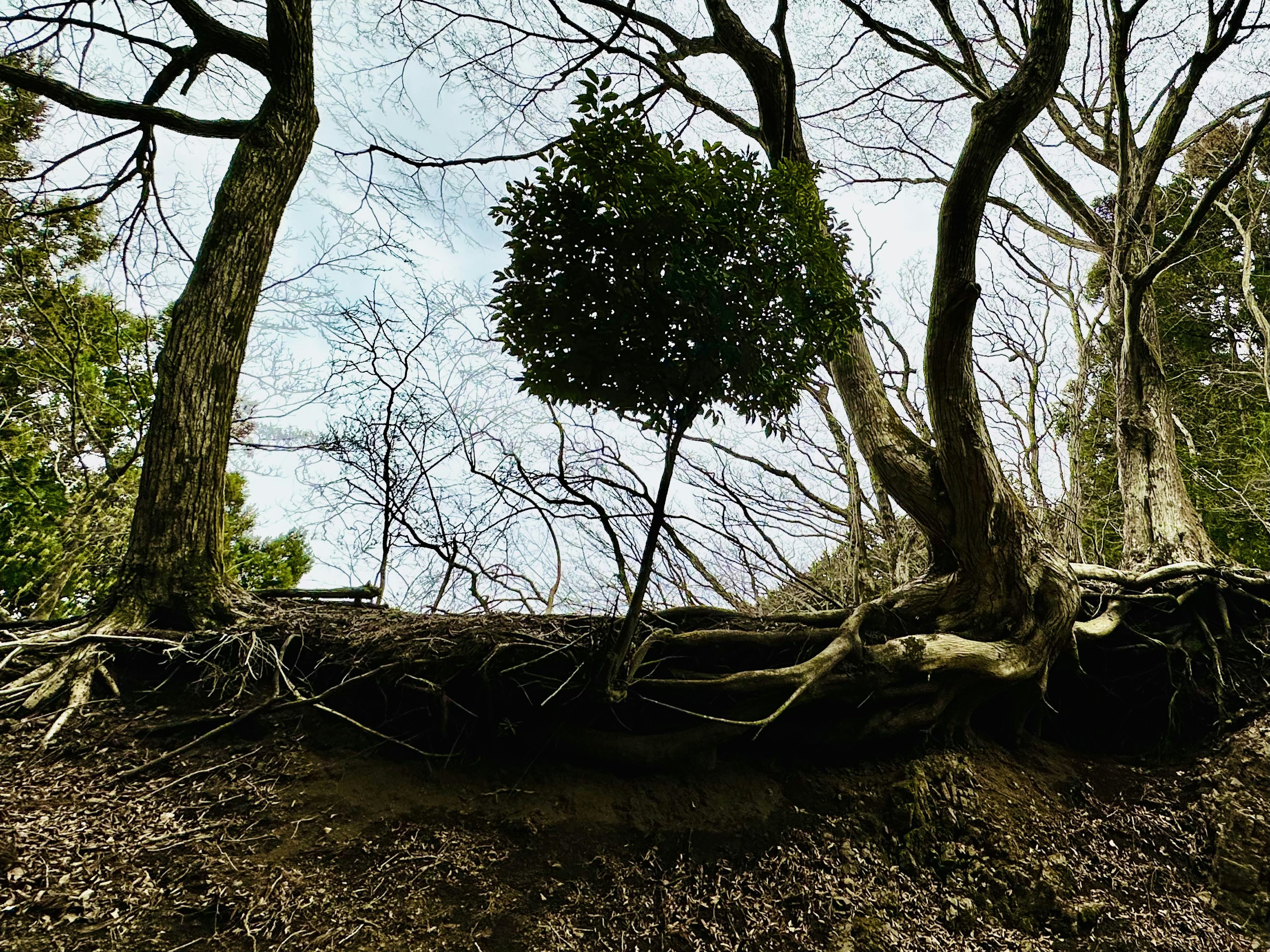 根が露出した木と青空の風景