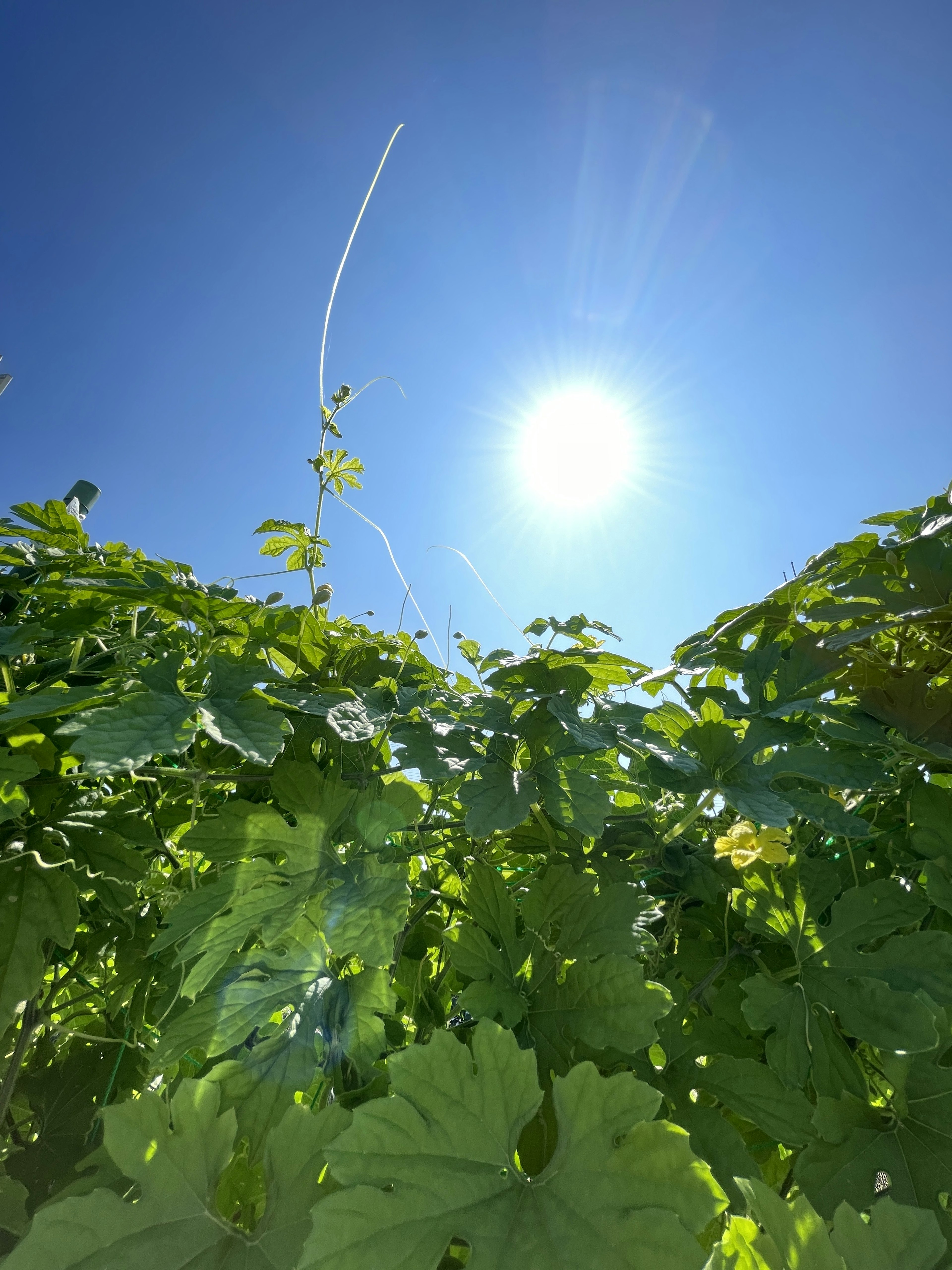 Grüne Blätter vor einem hellblauen Himmel und der Sonne