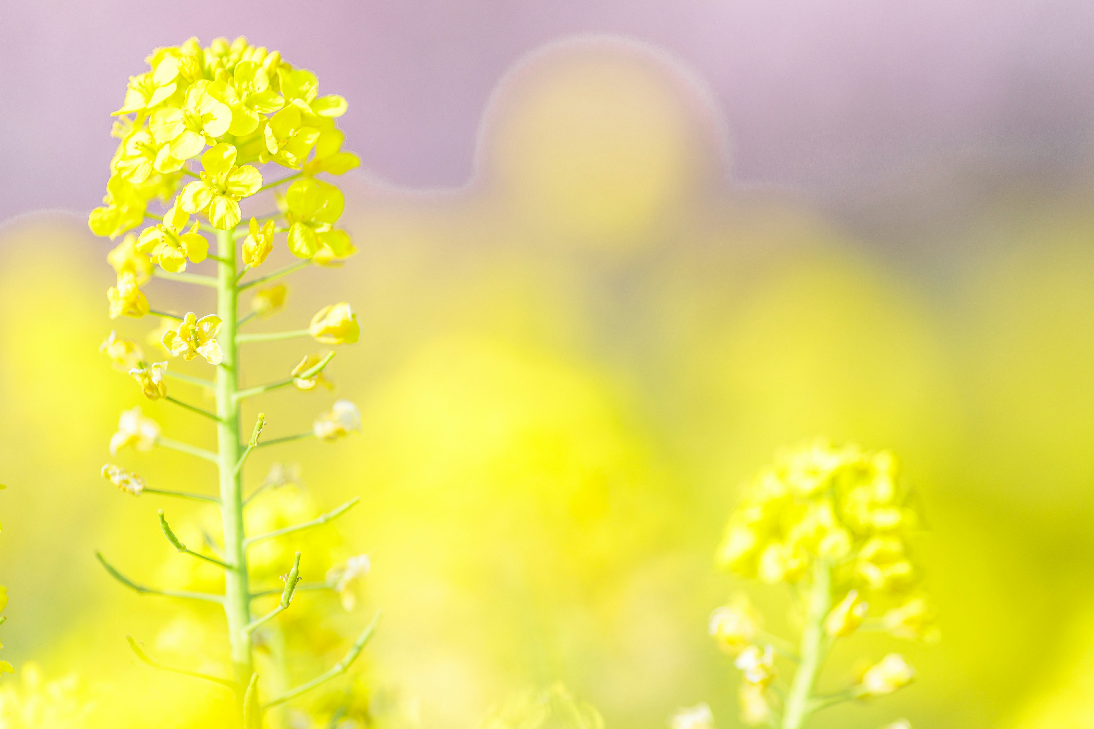 Acercamiento de una planta con flores amarillas vibrantes