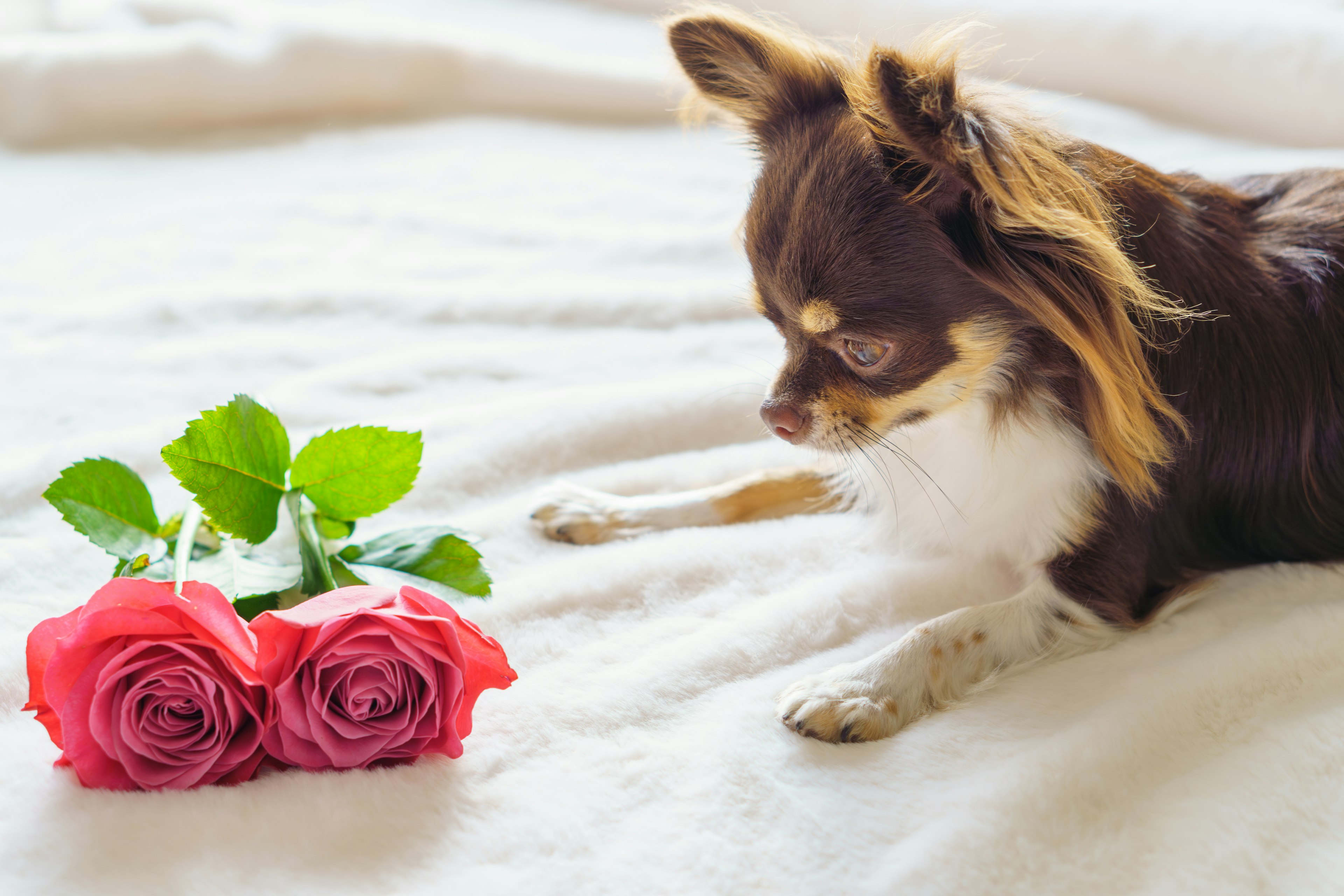 Brown Chihuahua looking at a bouquet of pink roses