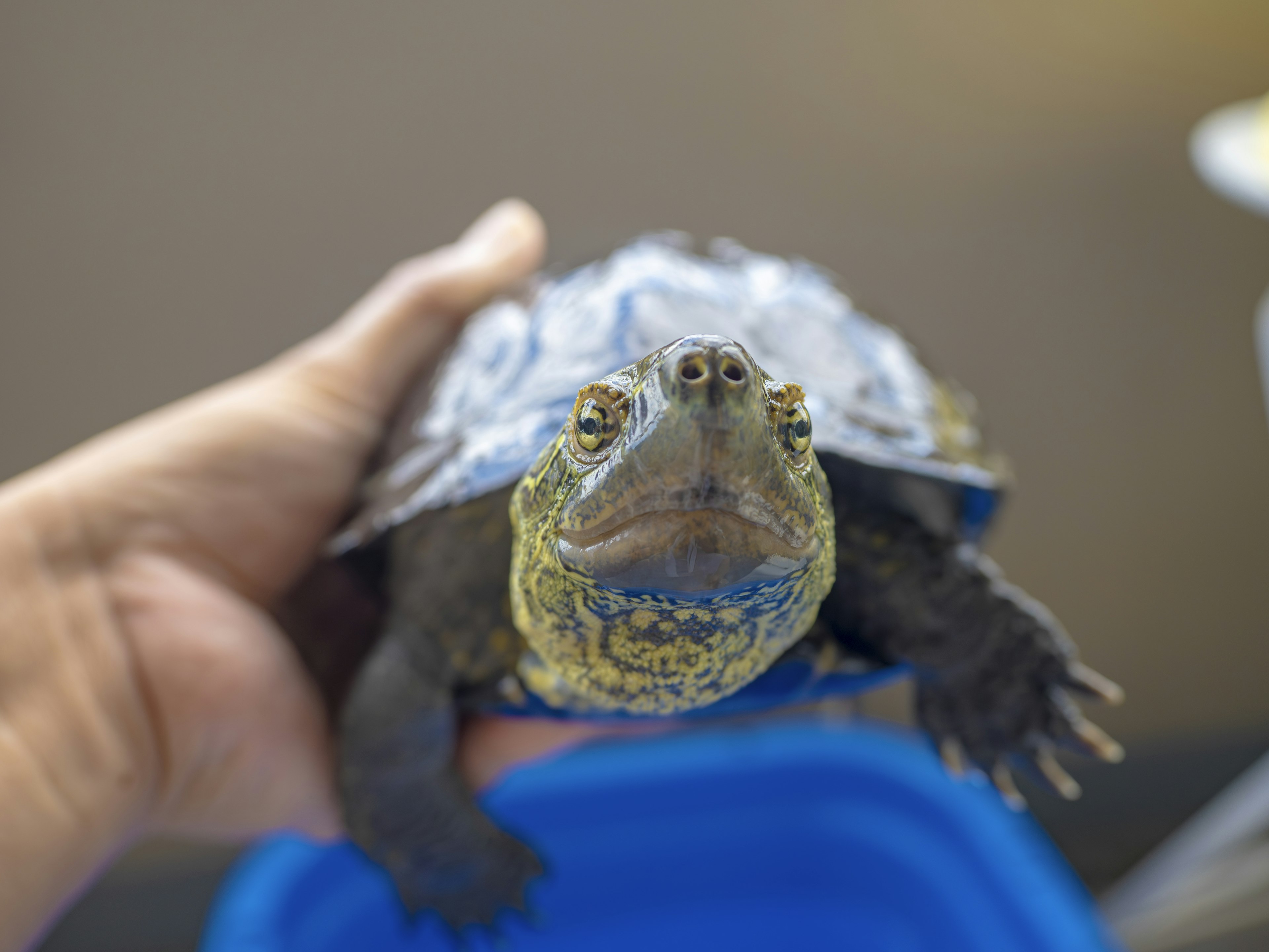 Close-up photo of a turtle held in a hand