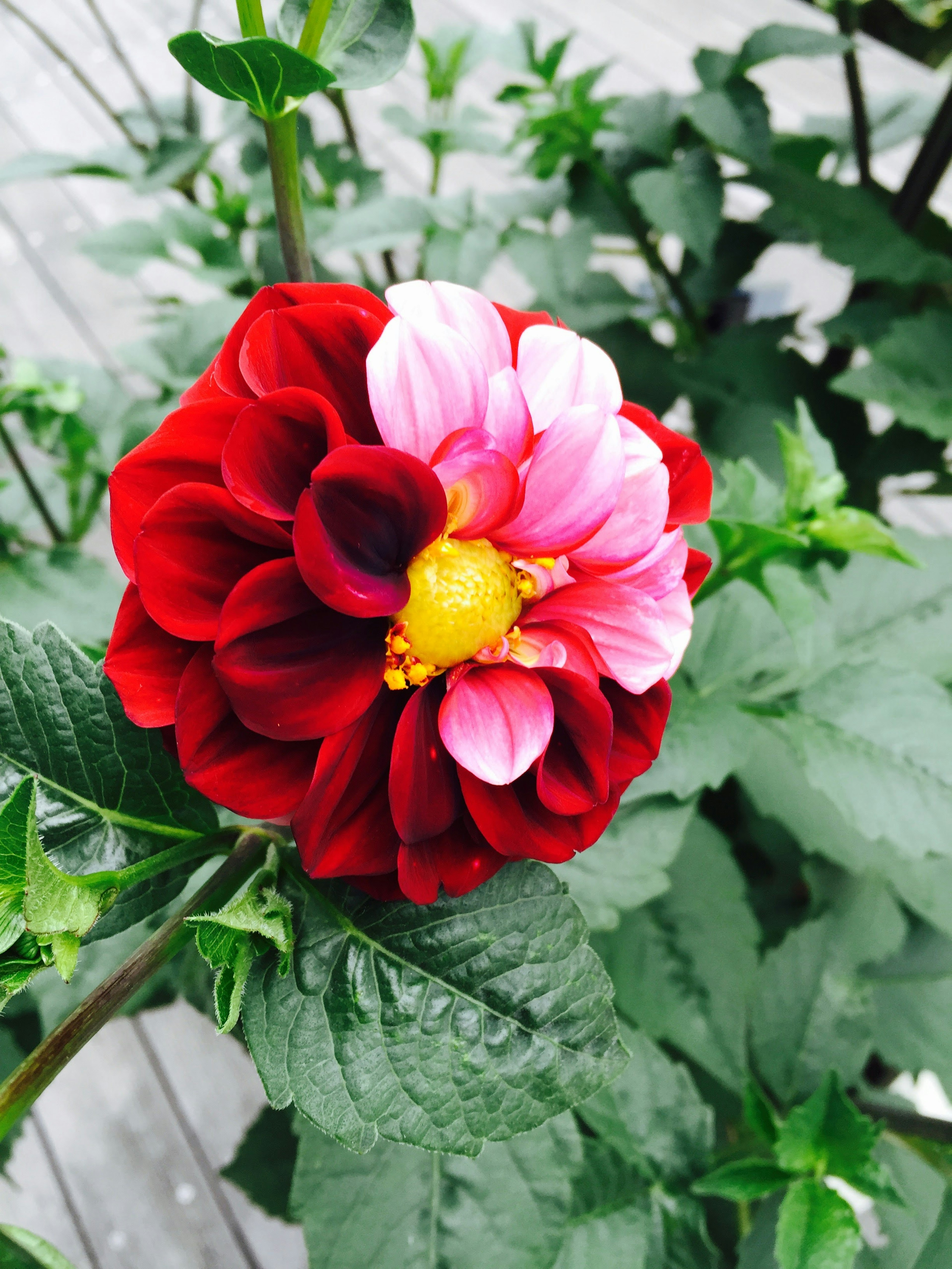 赤とピンクの花びらを持つダリアの花が緑の葉の中に咲いている