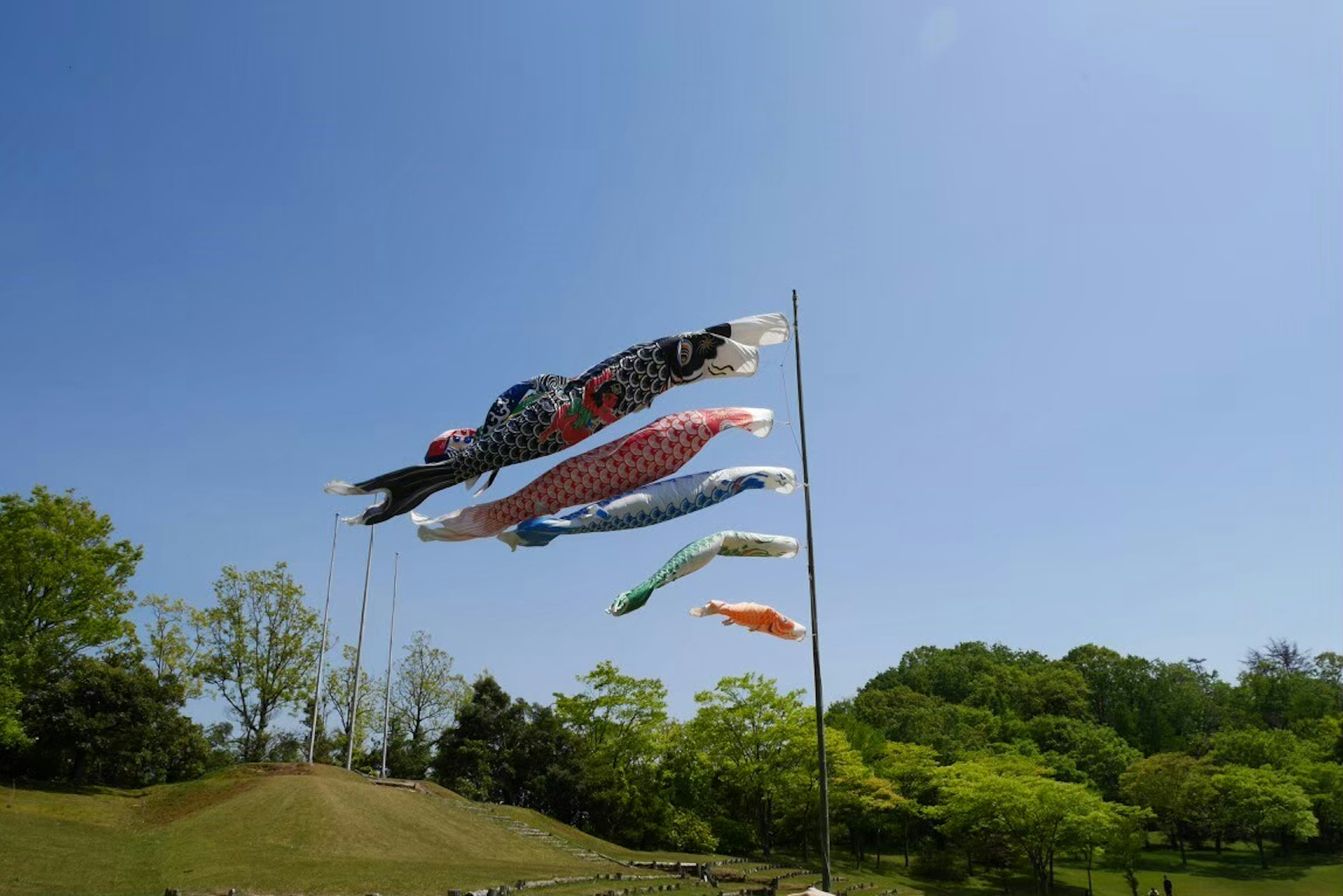 青空の下で風になびく鯉のぼりの旗が立っている緑の木々が背景にある