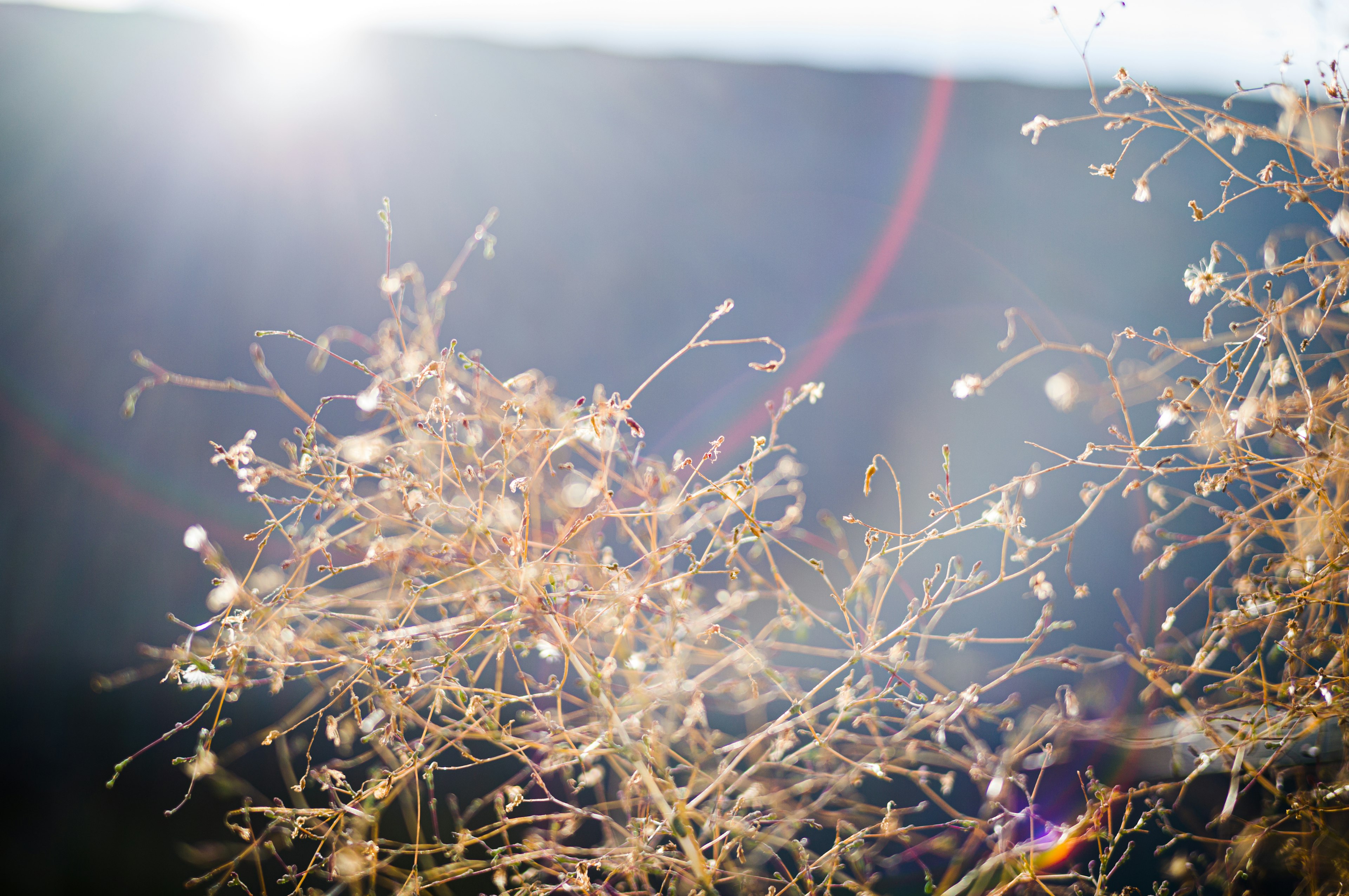 Plantas secas iluminadas por el sol con tallos delgados y pequeñas flores